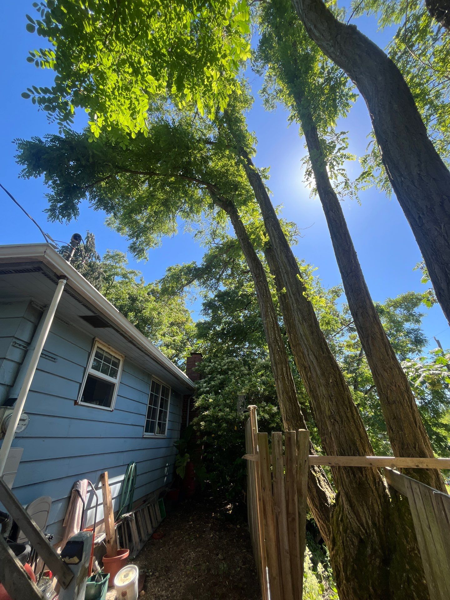 Seattle Hazardous Tree Removal Along Residential Street by Sound Tree Care LLC