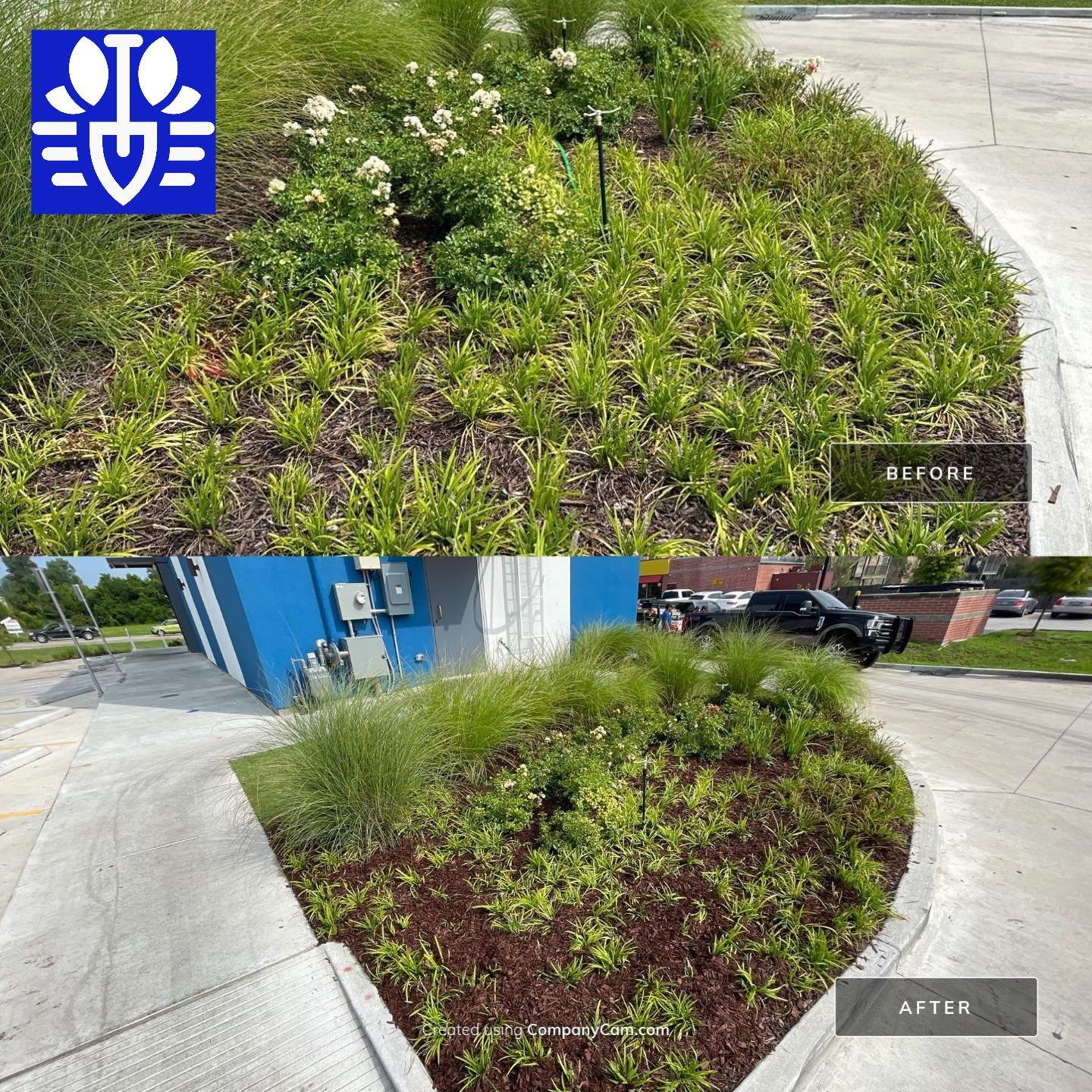 COMMERCIAL LAWN MAINTENANCE: HEDGE TRIM / BED CLEAN / MULCH INSTALL using BROWN MULCH "BARK BRITE" by CutScape, LLC.