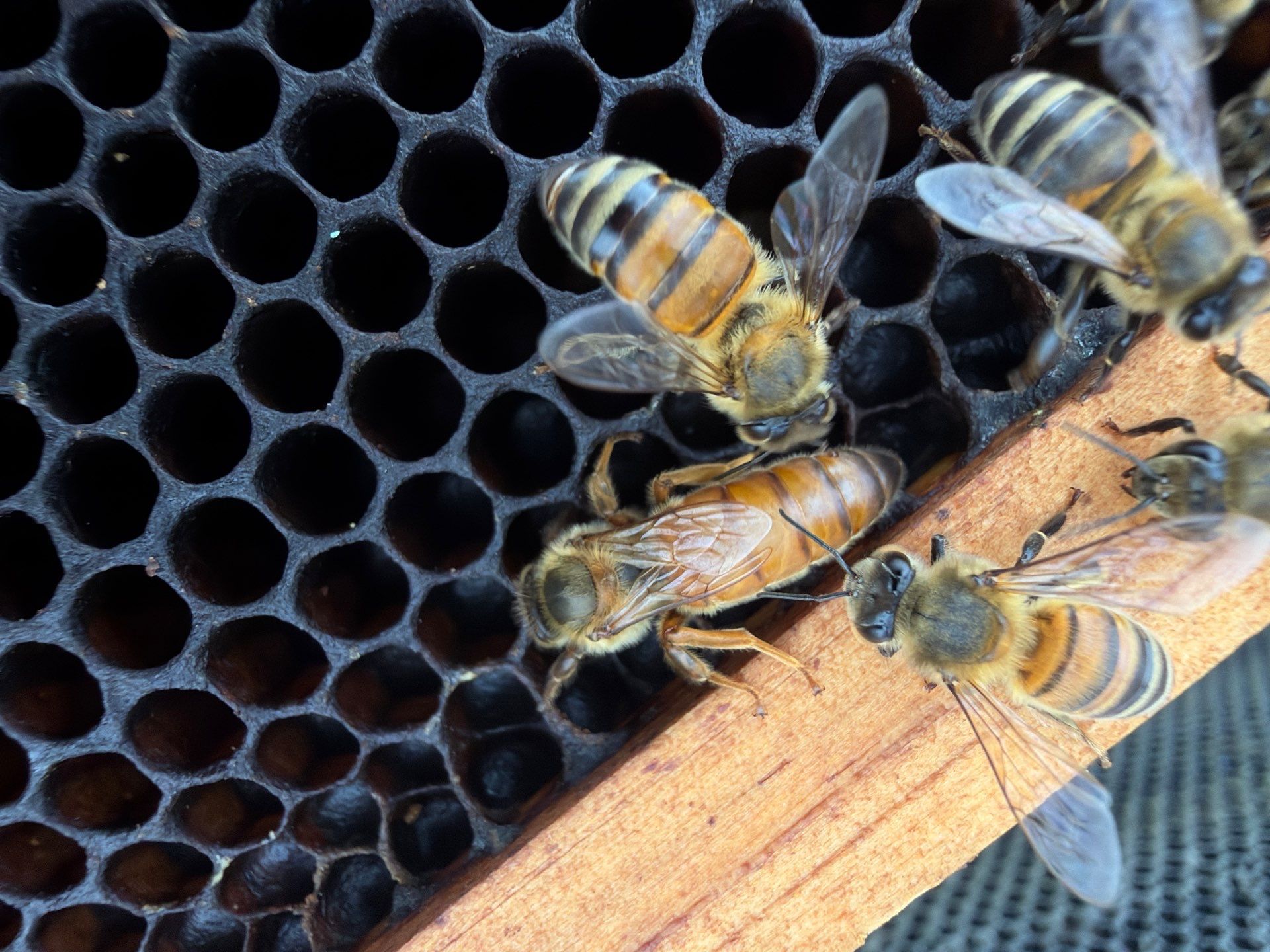 Poolside Bees at Apartment Complex by Rockwall Honey Bee Company