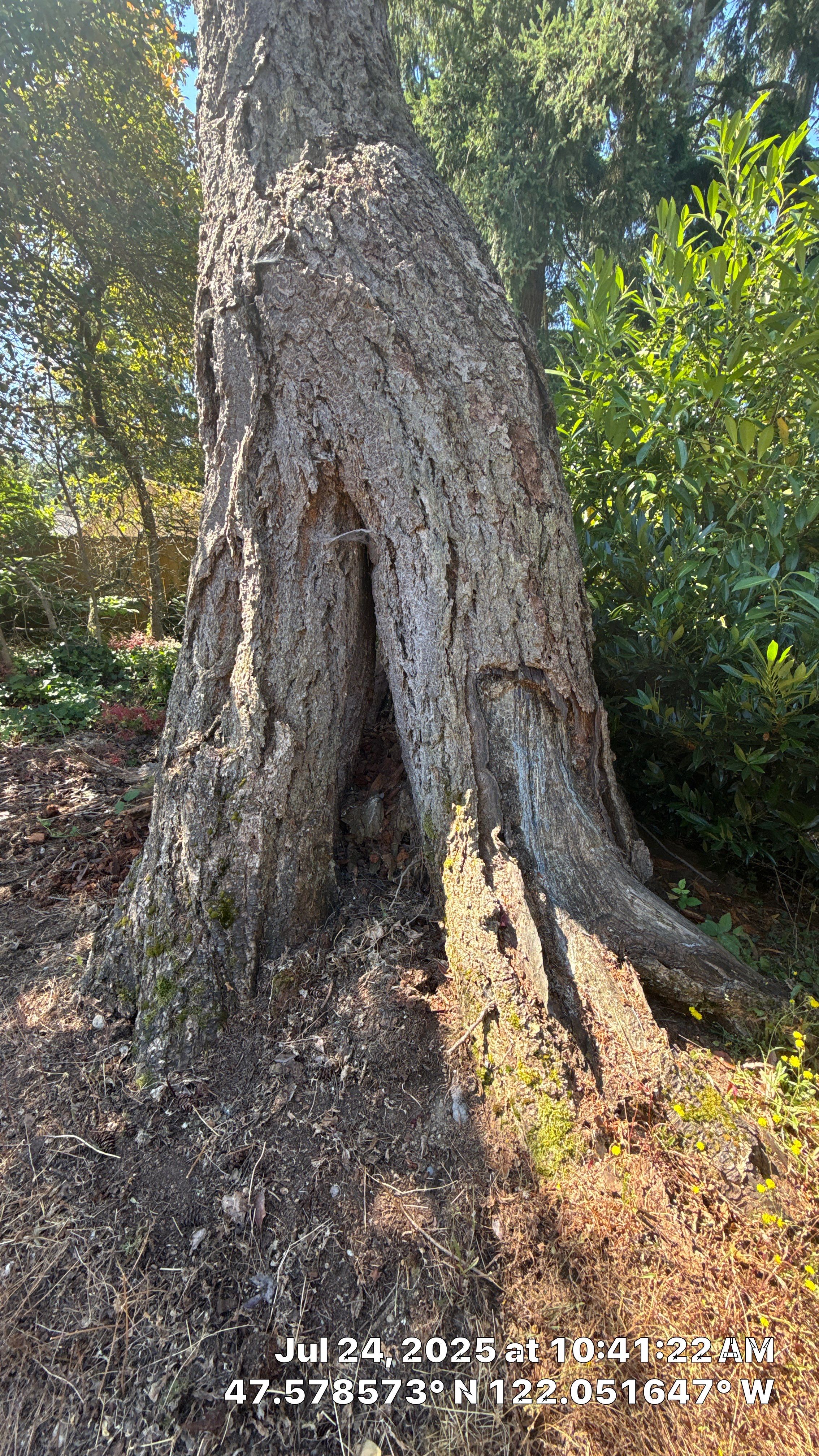🌲 Trusty Showcase: Nurse-Stump Grown Douglas Fir with Elevated Root Flare – Sammamish, WA by Sound Tree Care LLC