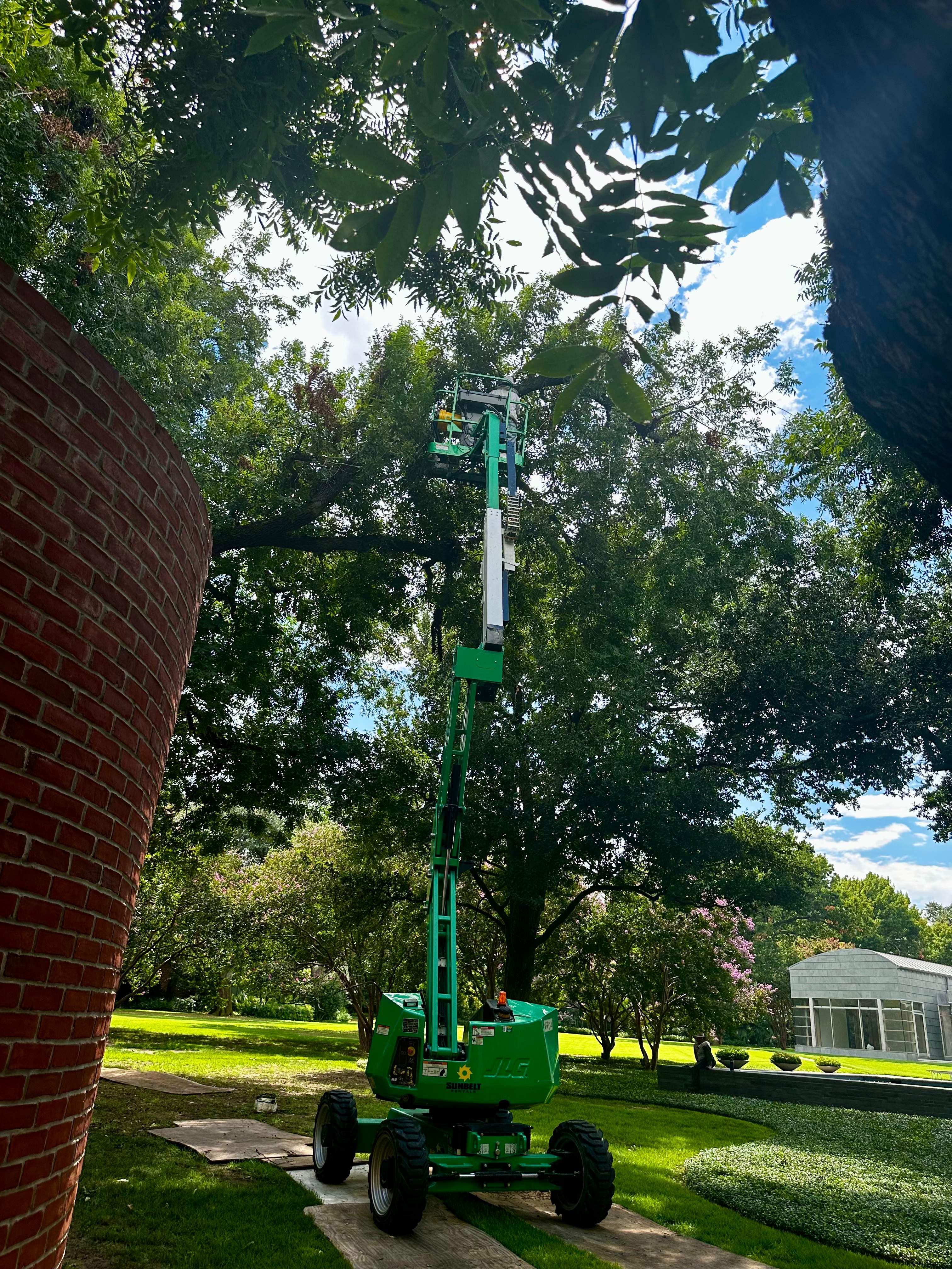 Open-Air Massive Colony by Rockwall Honey Bee Company