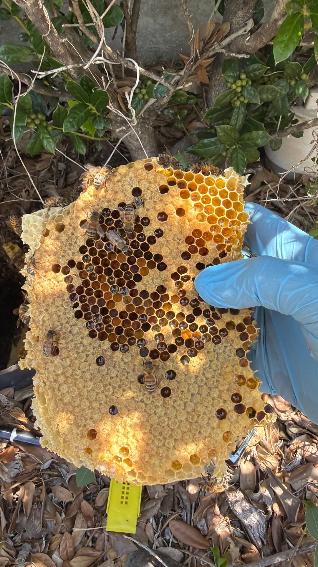 Bees in a box (in the ground) by Rockwall Honey Bee Company