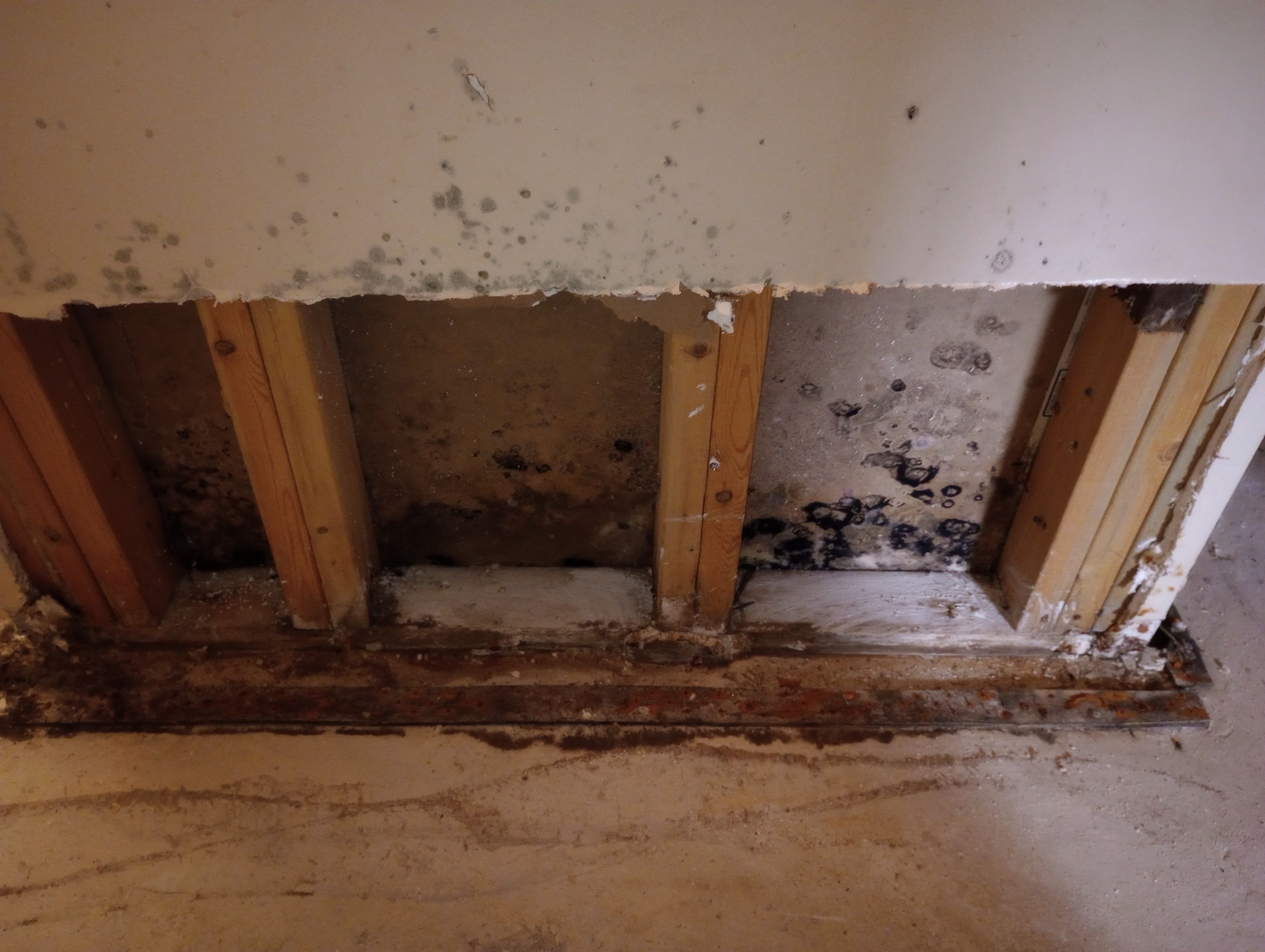 Insane Mold Remediation in Apartments by ANR Restoration