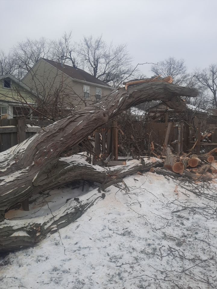 Storm Damaged Tree Removal  using Tree Removal by Mike Jones & Sons Tree Service LLC 