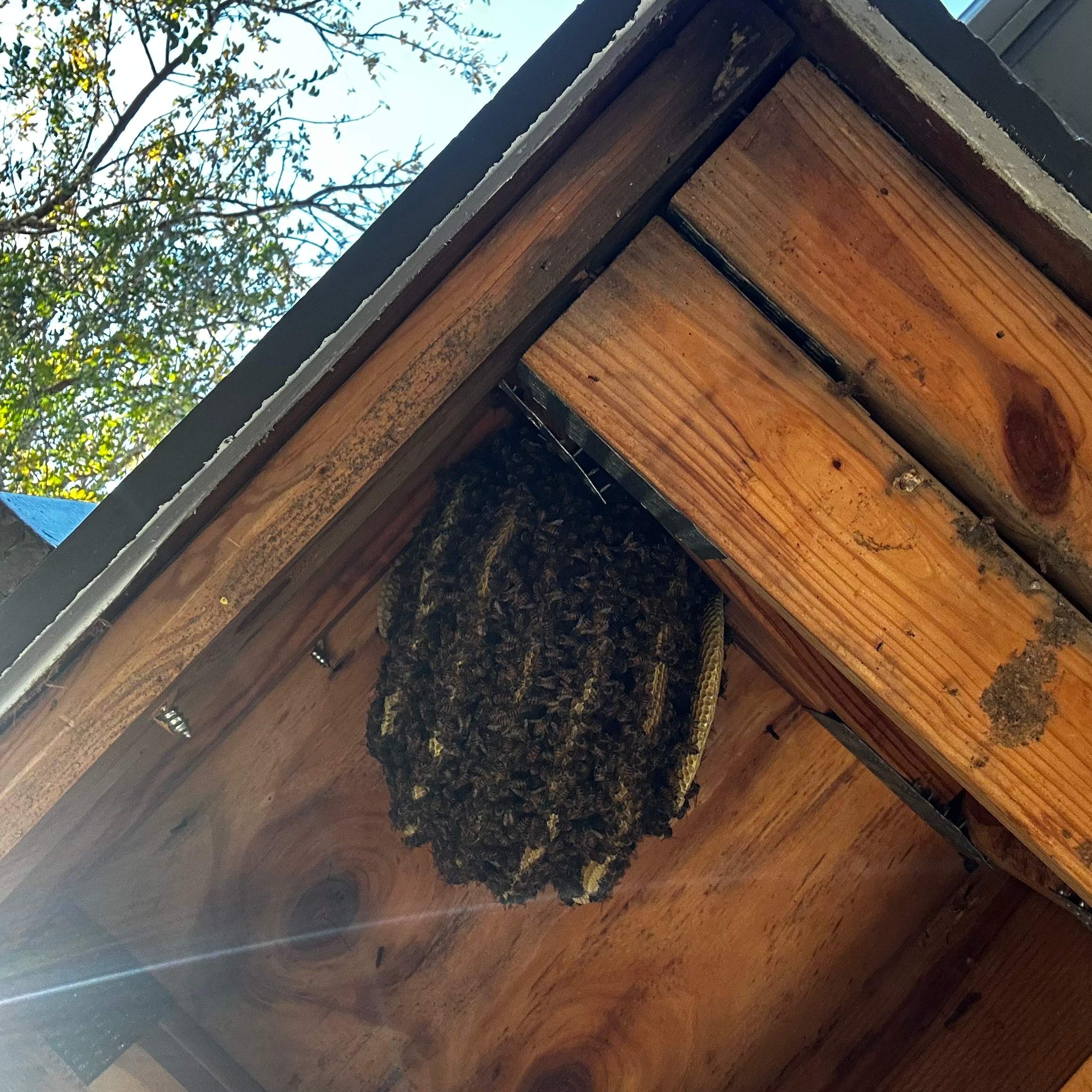 Final Beauty of 2024 by Rockwall Honey Bee Company