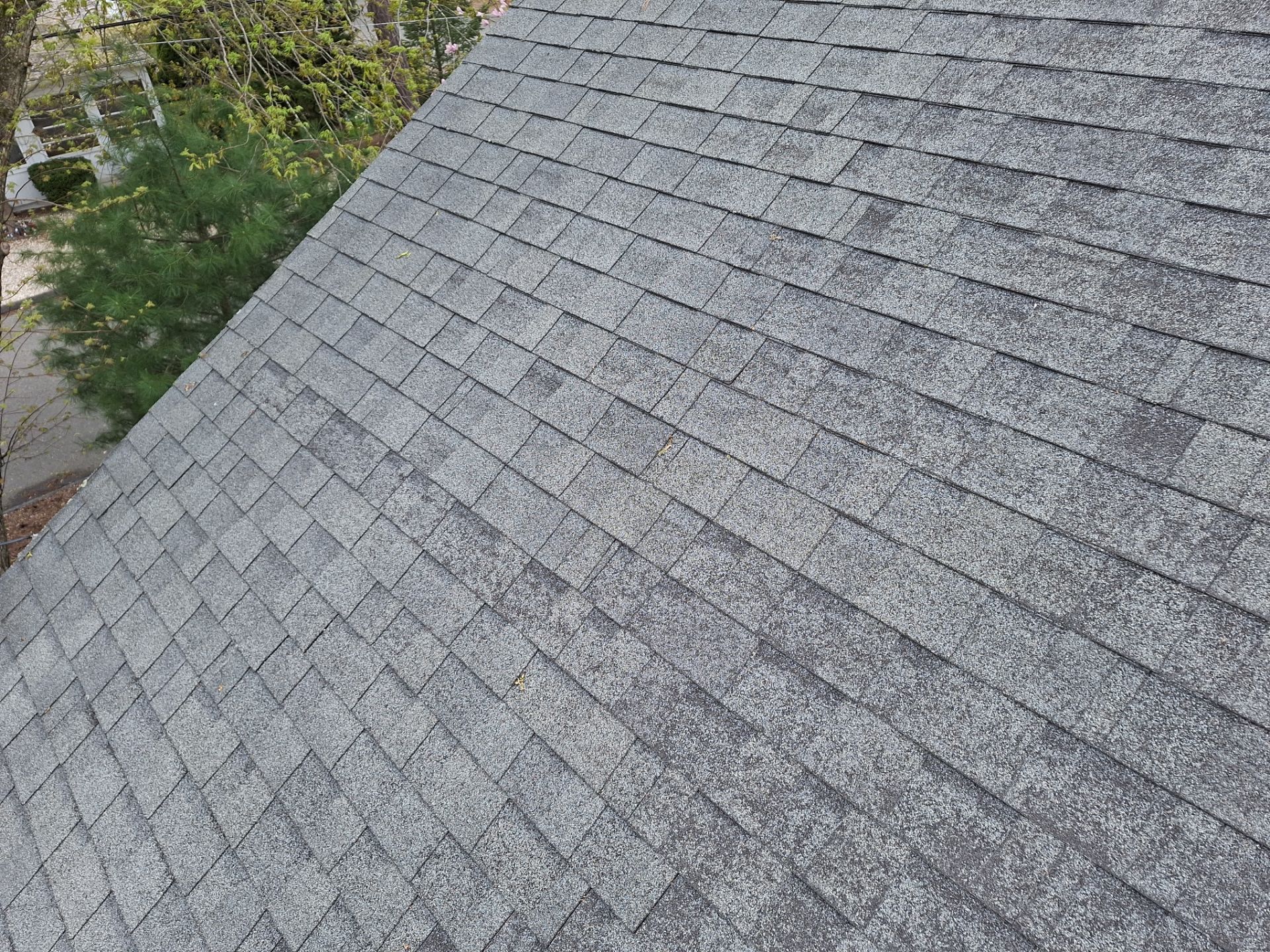 Silver Birch Shingles by Reimagine Roofing