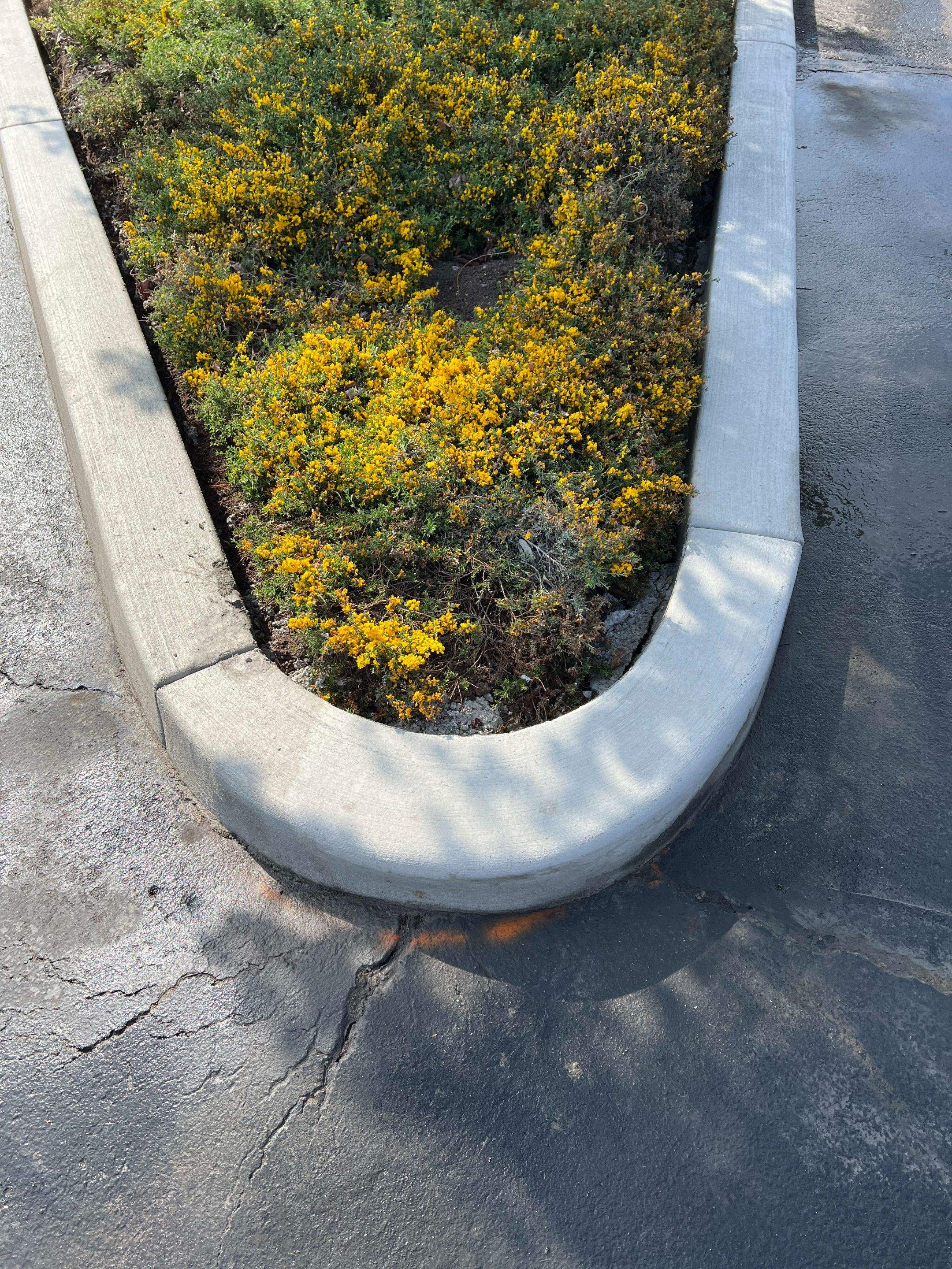 Amanda | Concrete Curb by Jireh Asphalt & Concrete Inc 