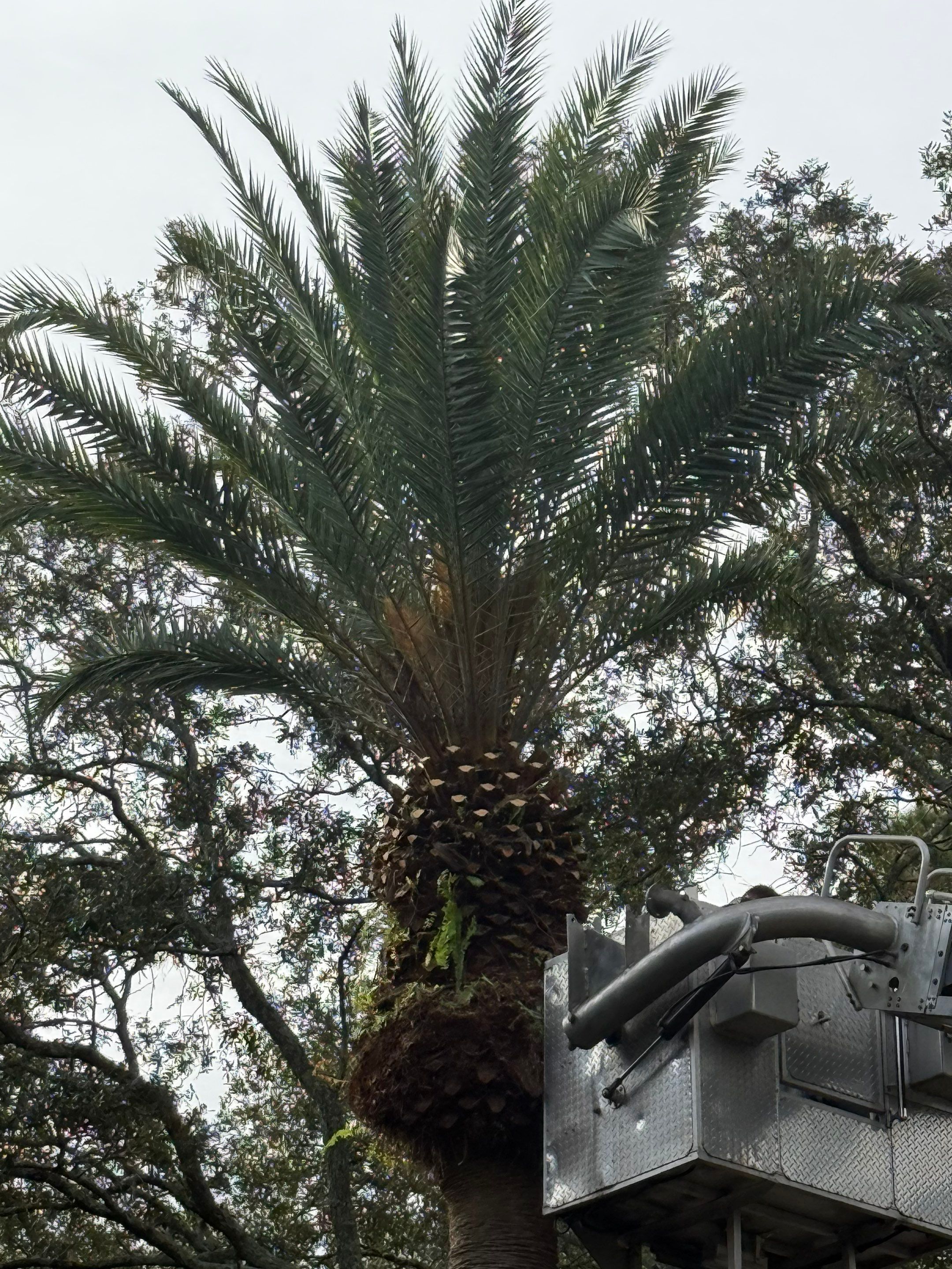 Volunteer Work | Episcopal High School of Jacksonville by ProGreen Services