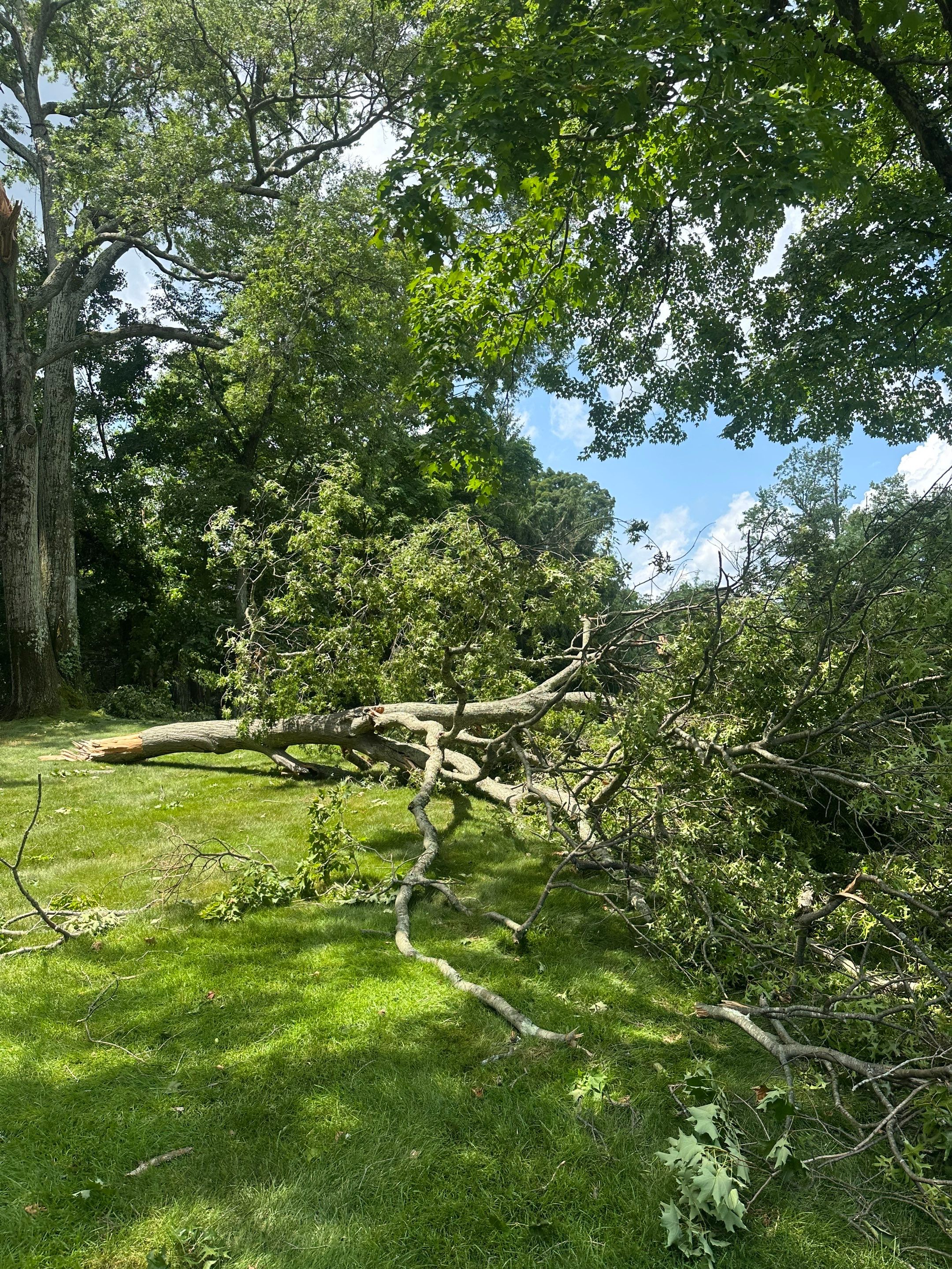 Emergency Tornado Damage Cleanup and Hazardous Tree Removal in Harrison by Fox Hill Luxury Real Estate Services