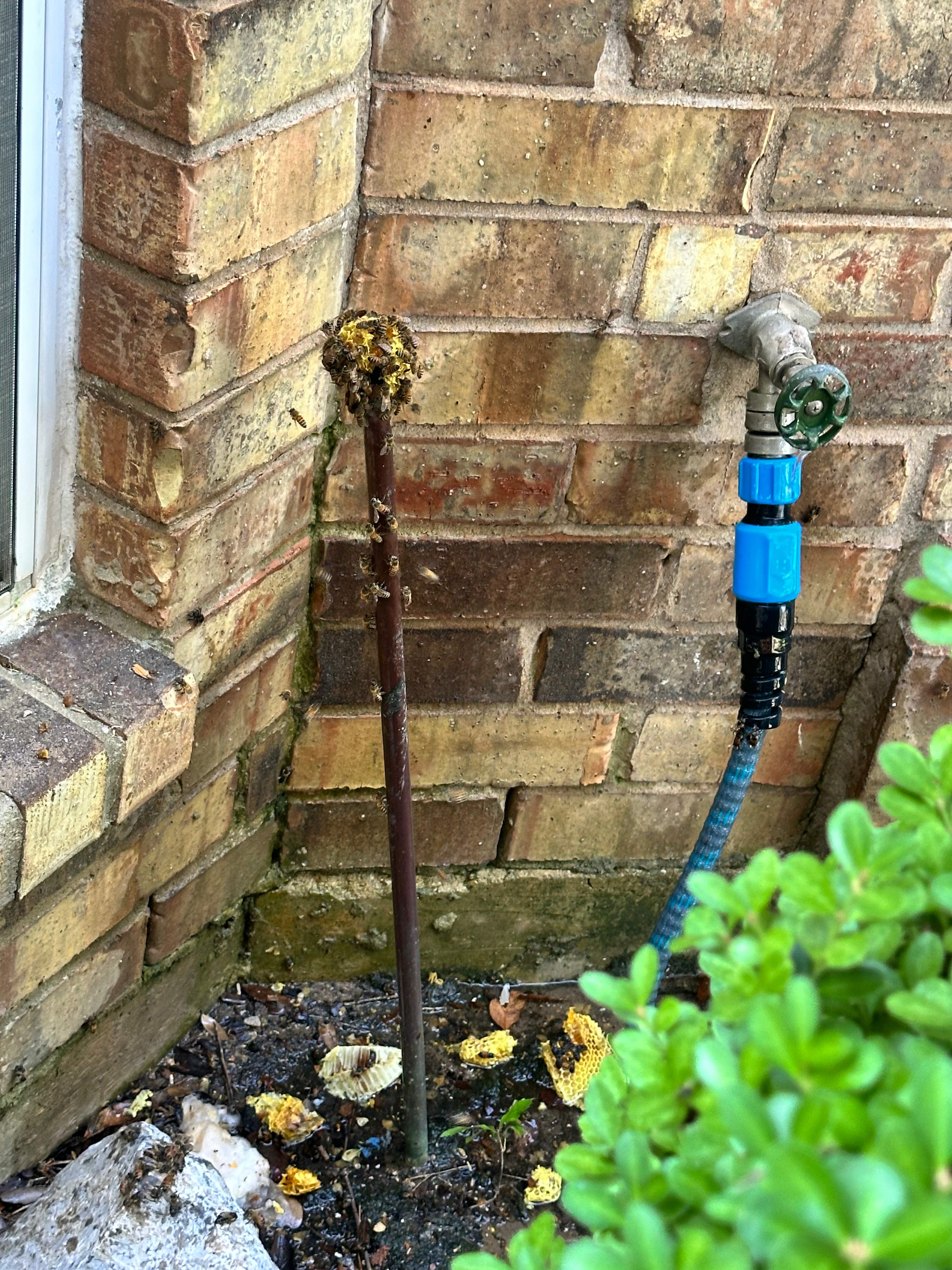 High Bees by Rockwall Honey Bee Company