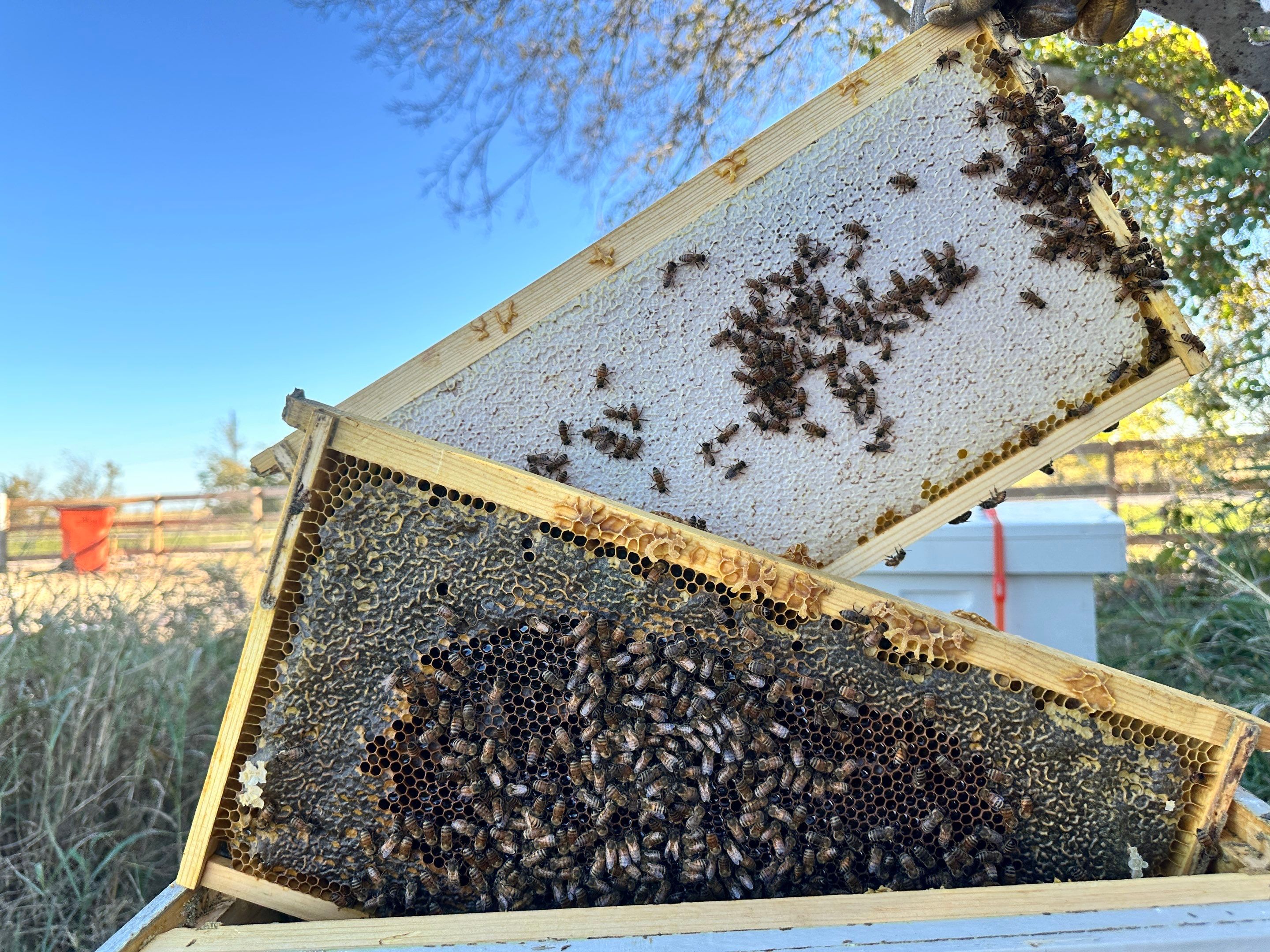 Honey-Maker Apiary in Greenville by Rockwall Honey Bee Company