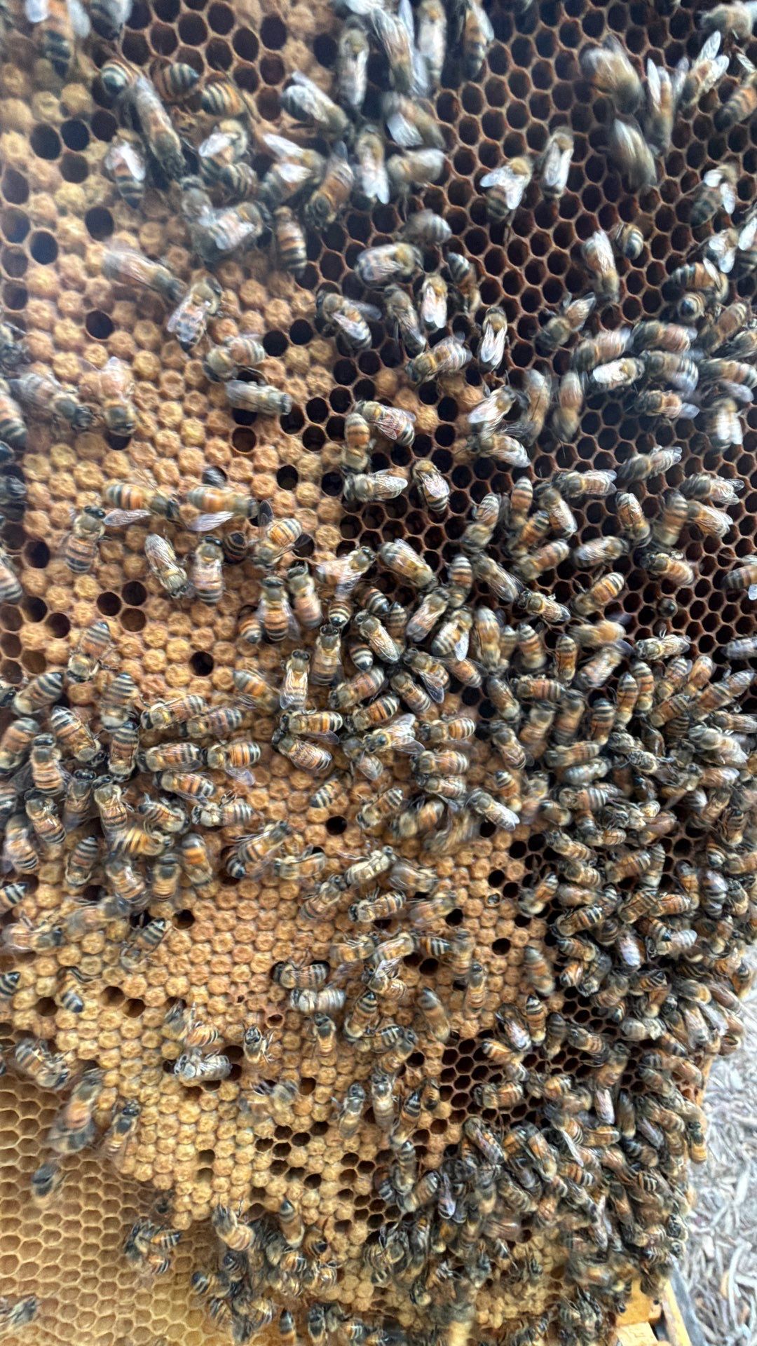 Urban Building Bees by Rockwall Honey Bee Company