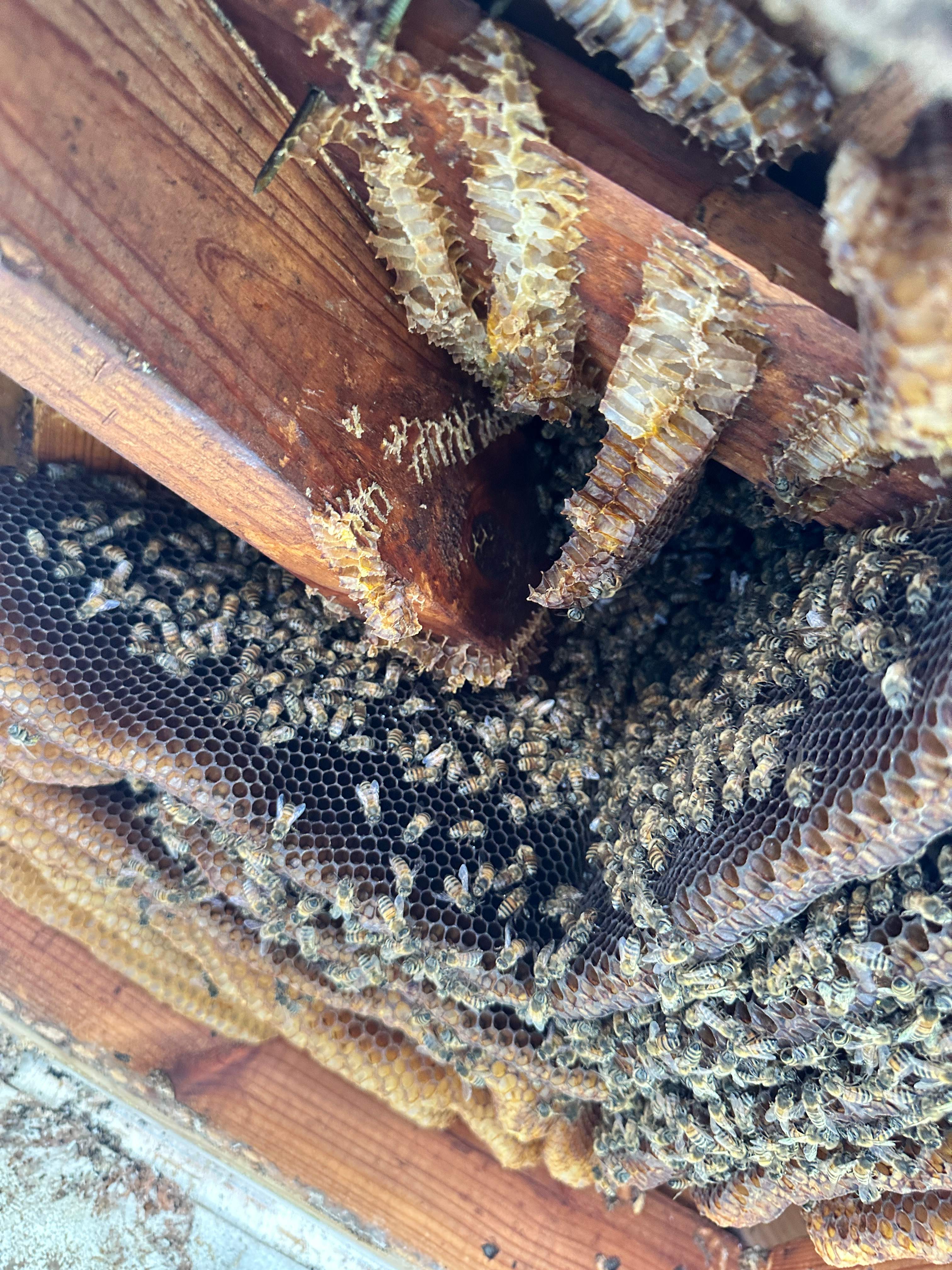 Last of 2025 by Rockwall Honey Bee Company