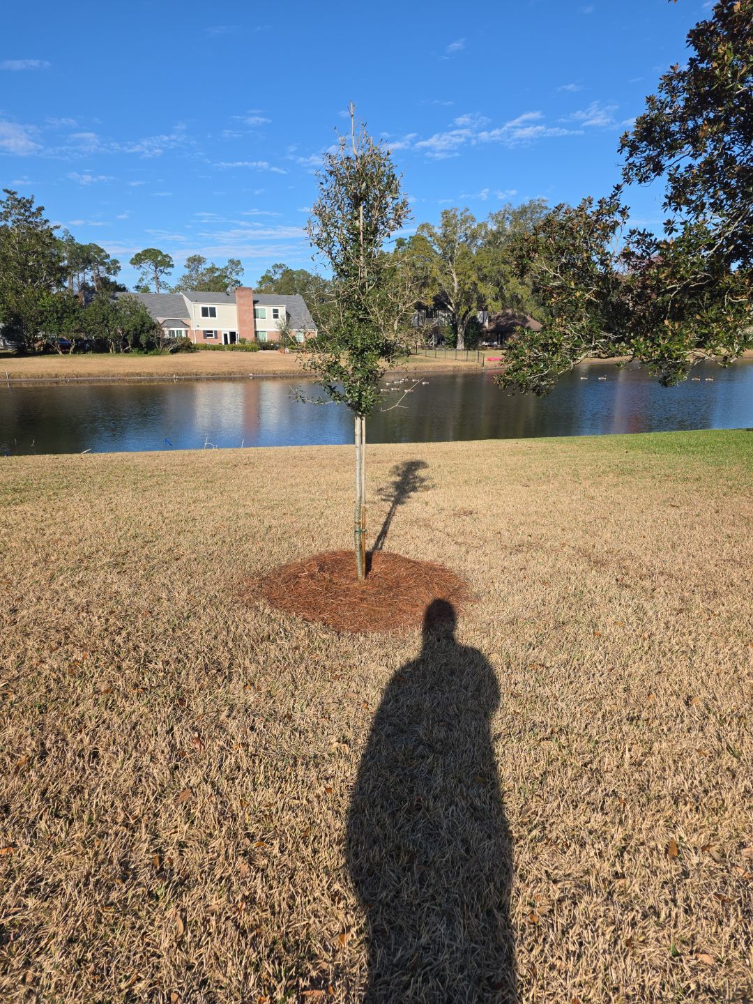 Deerwood Resident | Tree Install by ProGreen Services