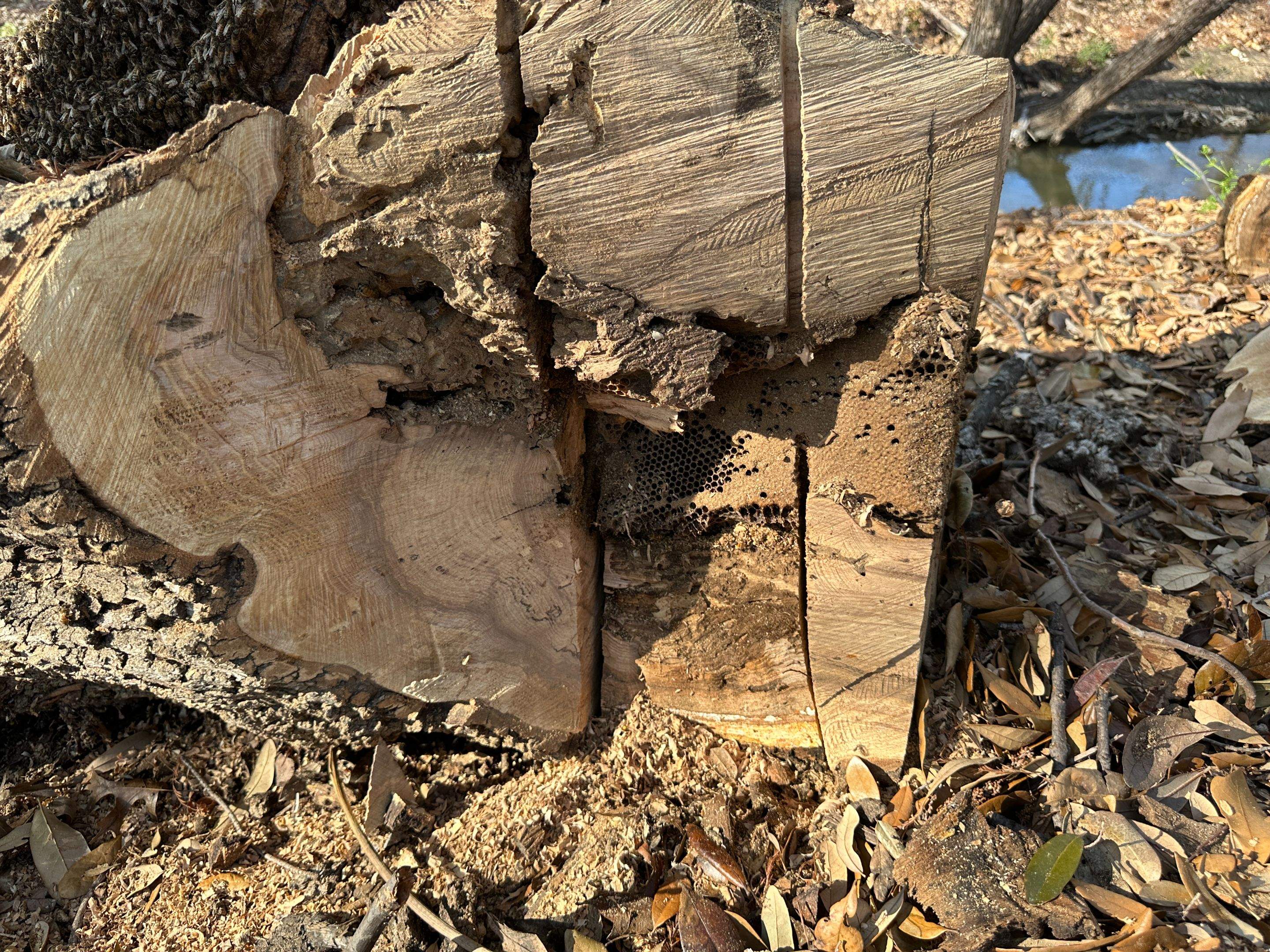 Fallen Tree by Rockwall Honey Bee Company