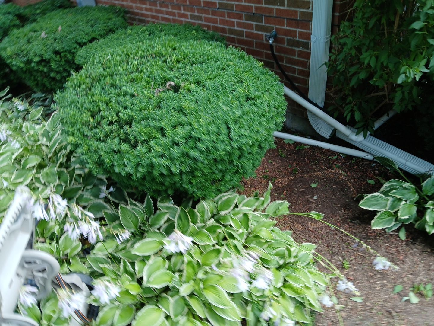 Michael I. - Glenview, IL by A&N 