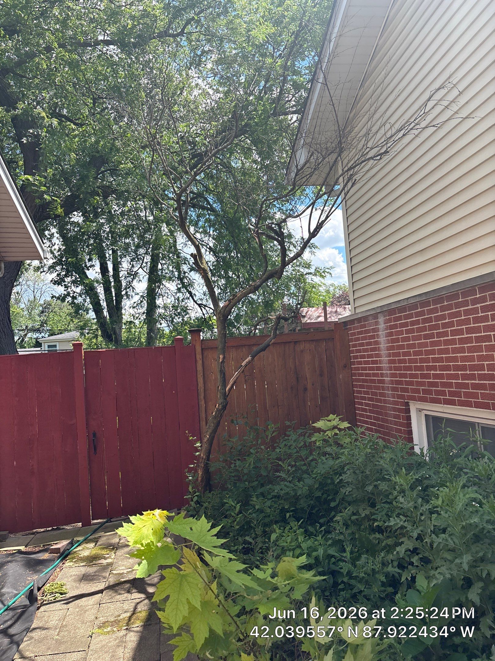 Joanna Z. - Des Plaines, IL by A&N 
