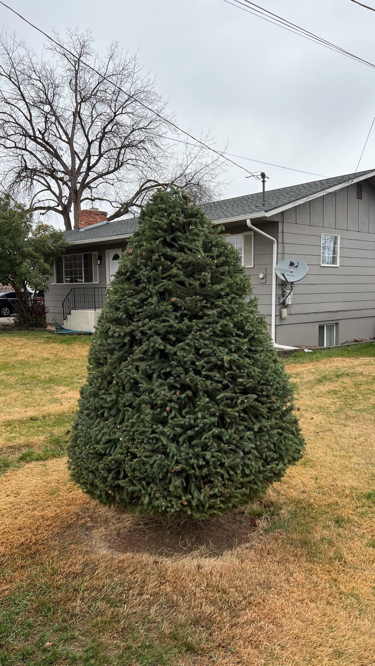 Tree Trimming by Harris Boys Landscape Co.