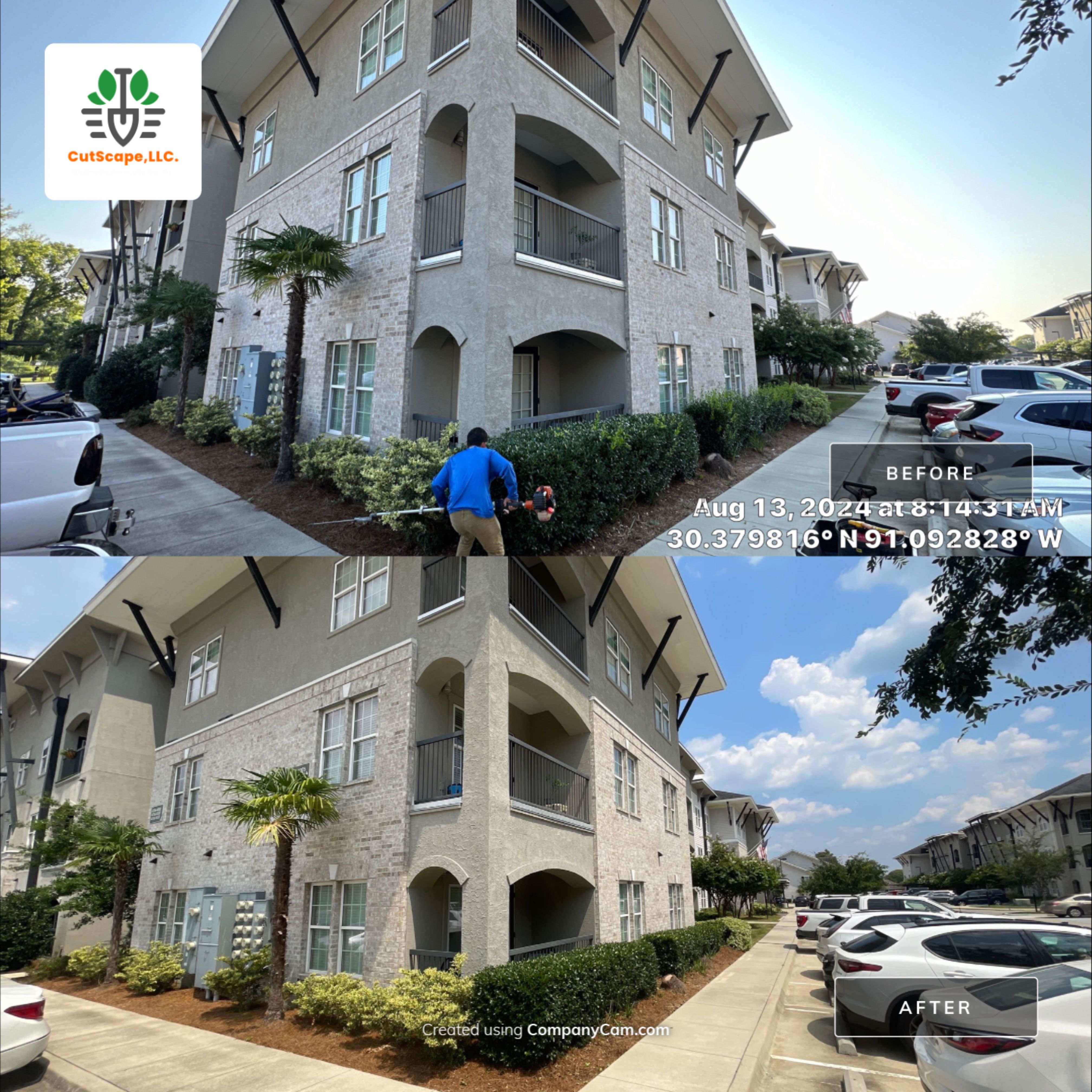 MULTI FAMILY PROPERTY: HEDGE TRIM / BED CLEAN by CutScape, LLC.