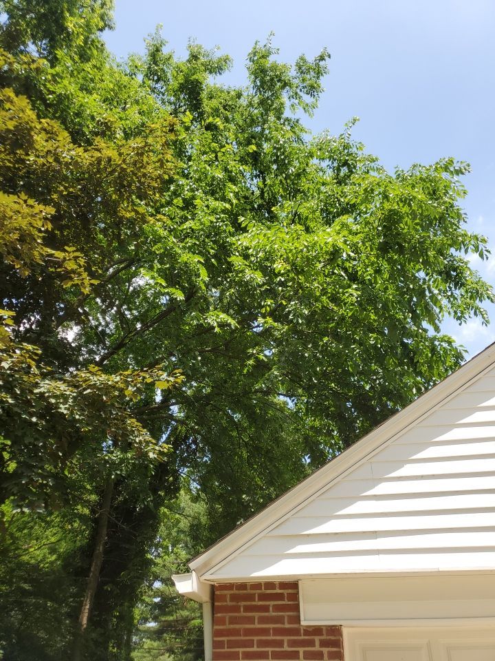 Tree Removal using Tree Removal by Mike Jones & Sons Tree Service LLC 