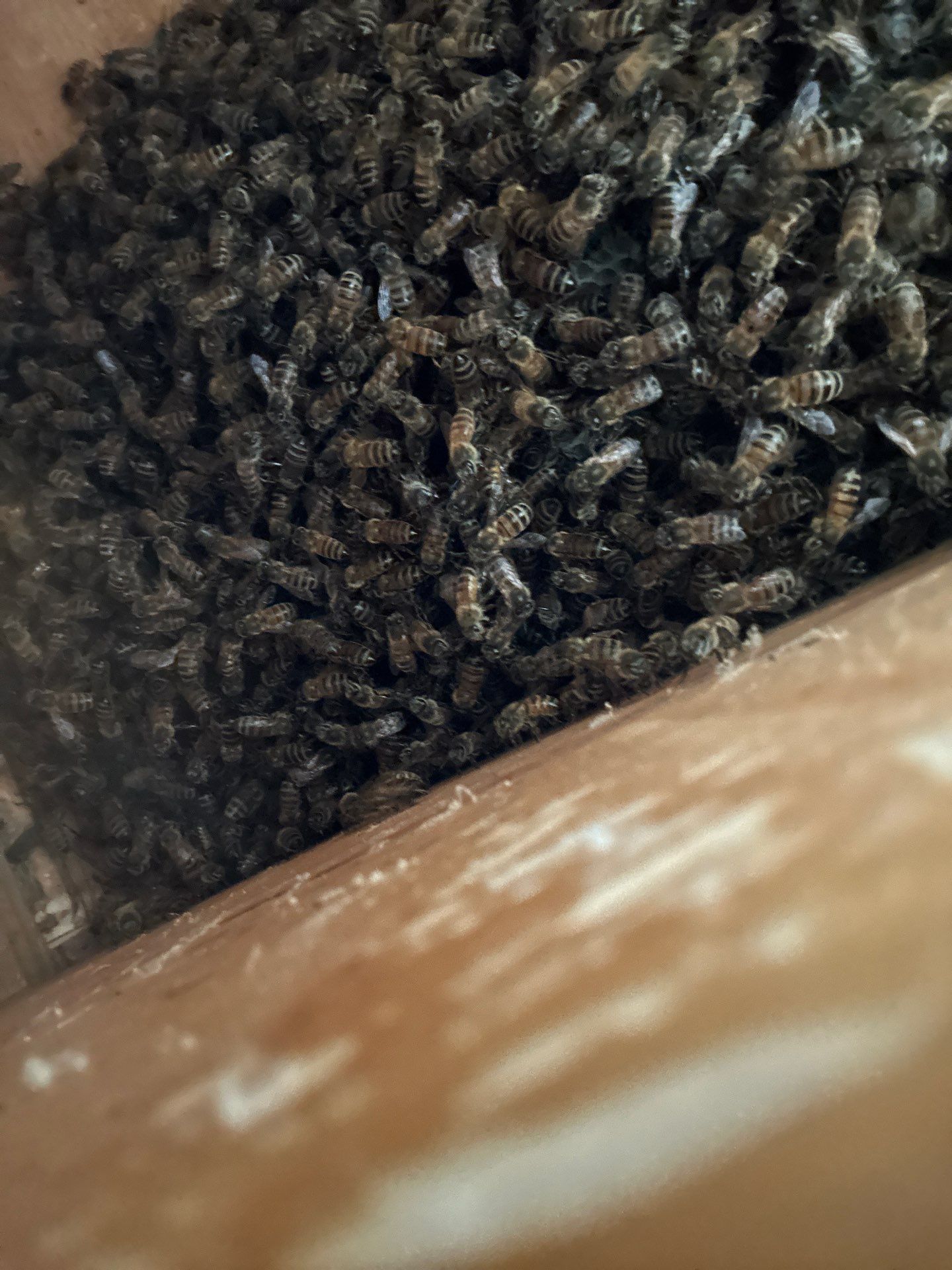 Frisco Corporate HQ by Rockwall Honey Bee Company