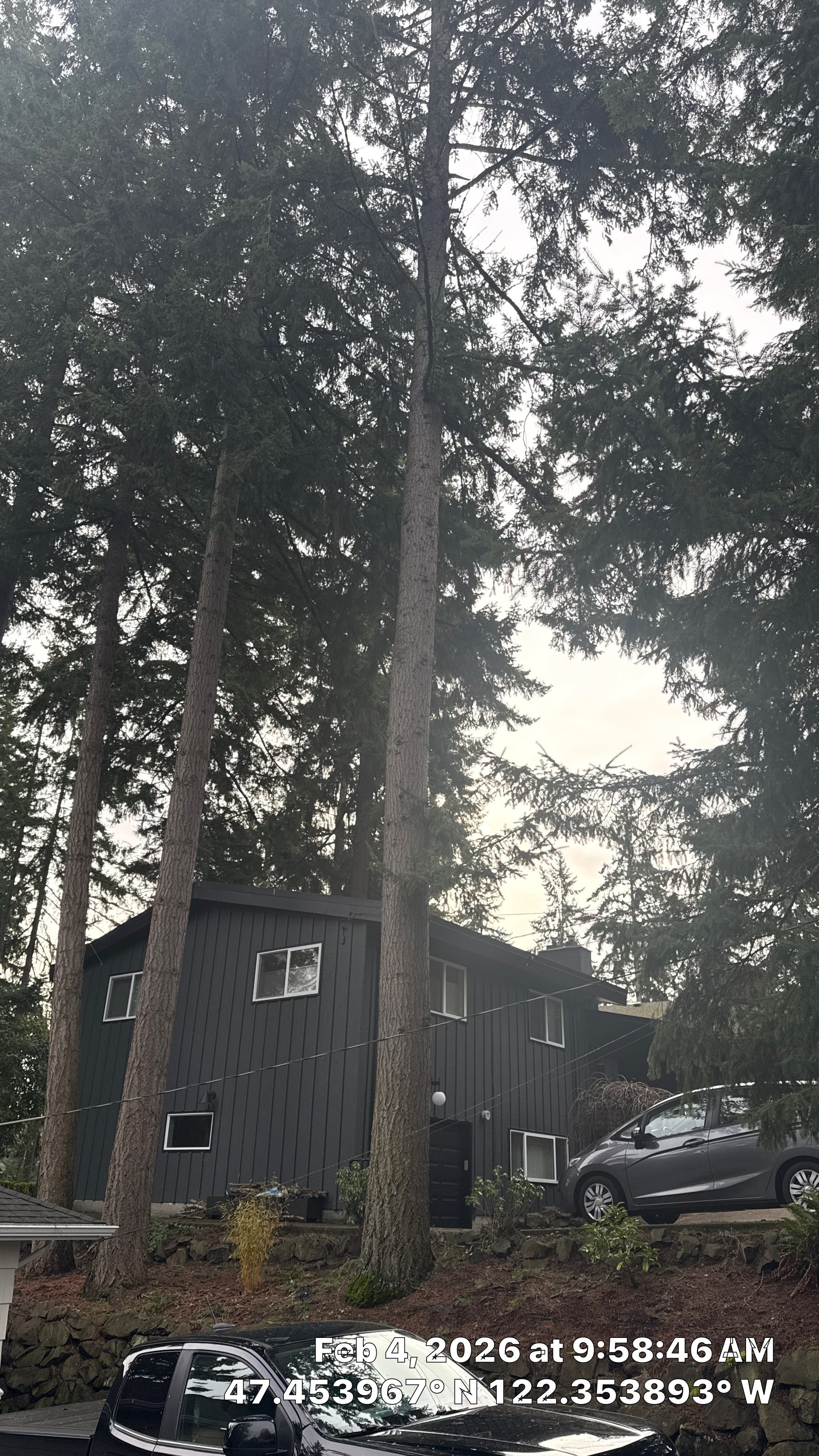 Hazard Pruning of Large Fir Trees in Burien, WA by Sound Tree Care LLC