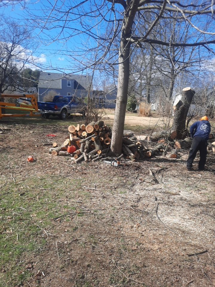 Tree Removal using Tree Removal by Mike Jones & Sons Tree Service LLC 