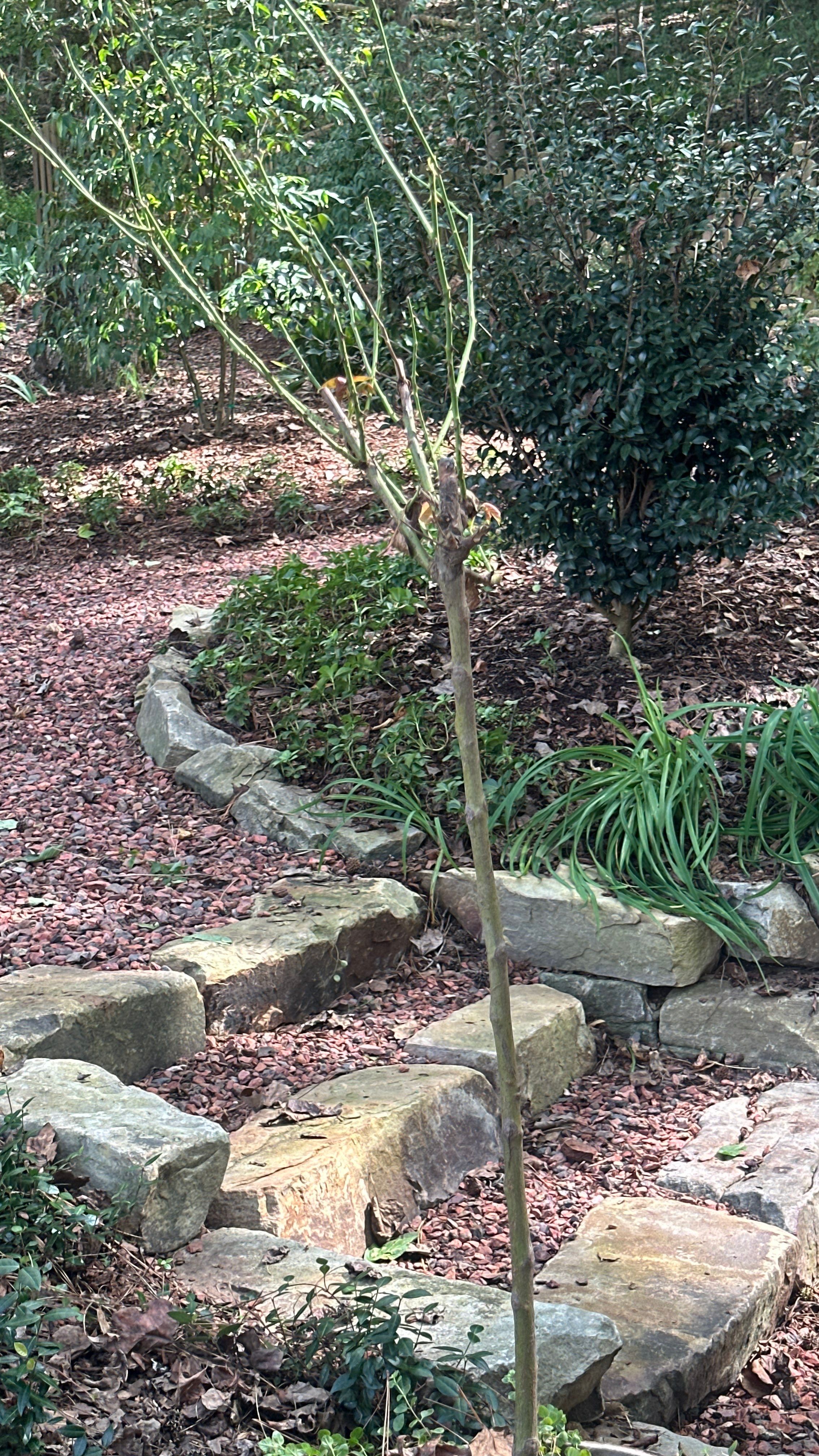 Custom Landscape Transformation and Hardscape Installation in Birmingham by NATURE ONE - LANDSCAPE DESIGN