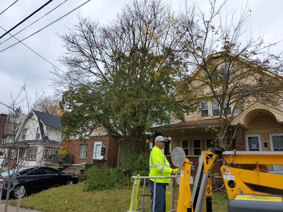 Tree Removal using Tree Removal by Mike Jones & Sons Tree Service LLC 