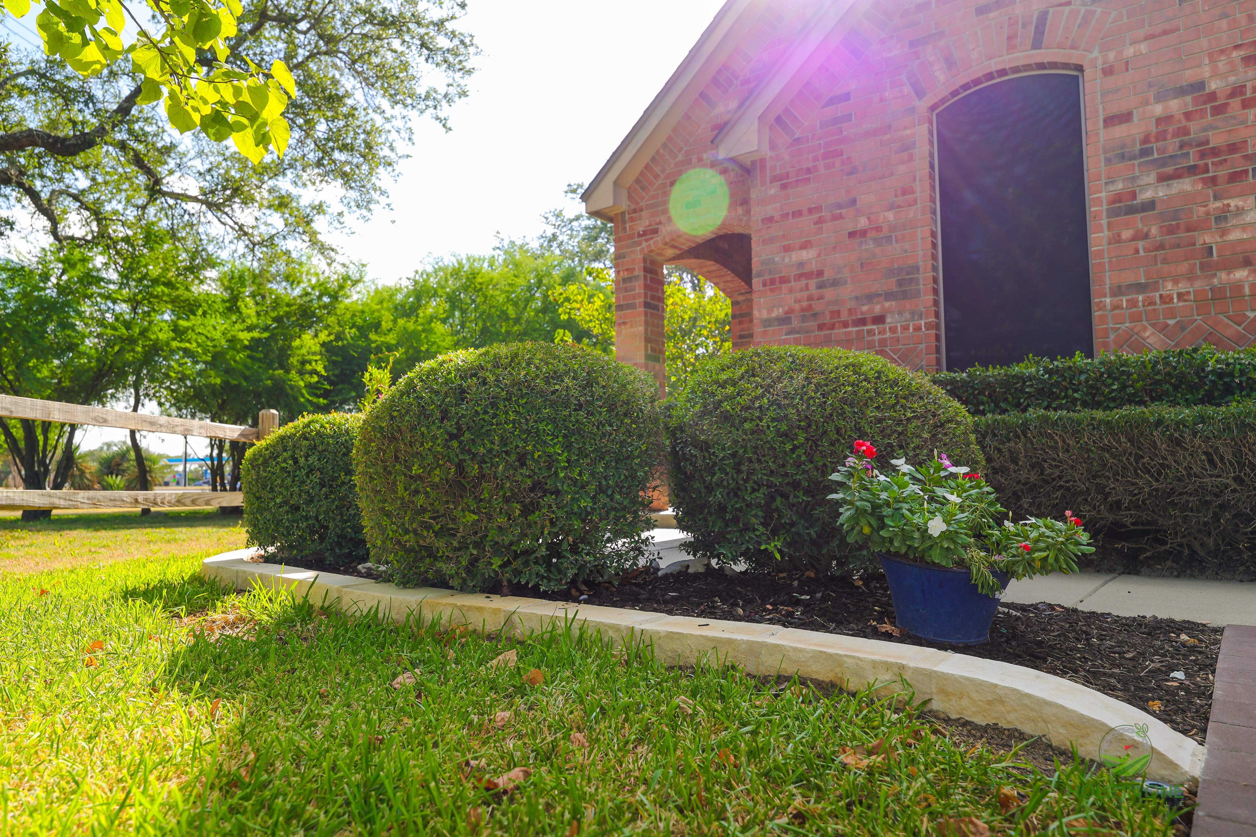 Wortham Oak, San Antonio TX by Hole In One Lawns, LLC
