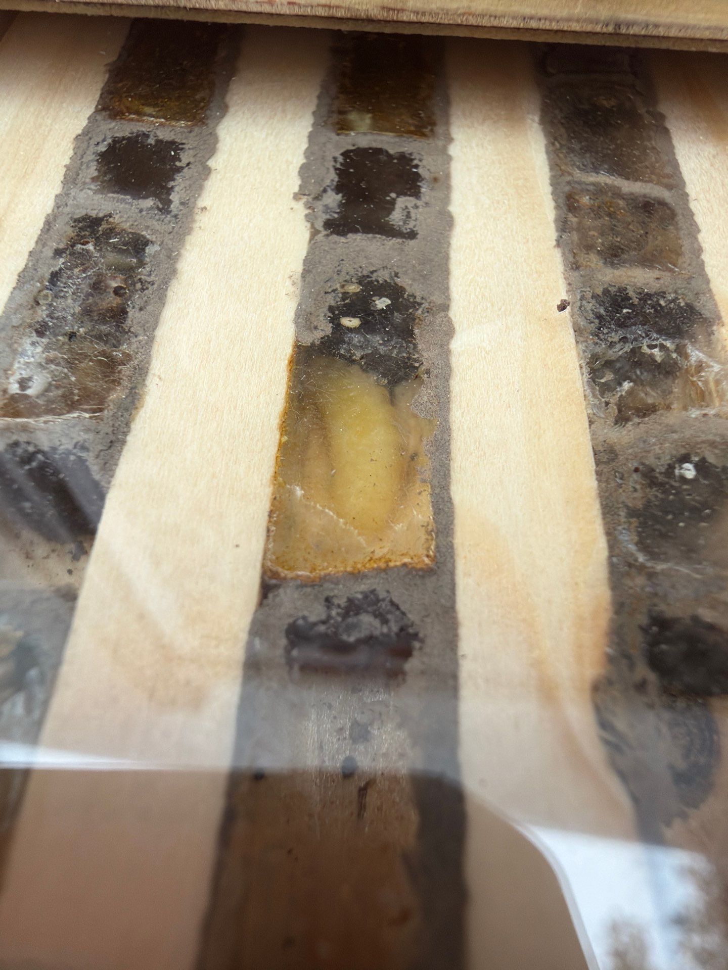 Commercial Rooftop Colony by Rockwall Honey Bee Company