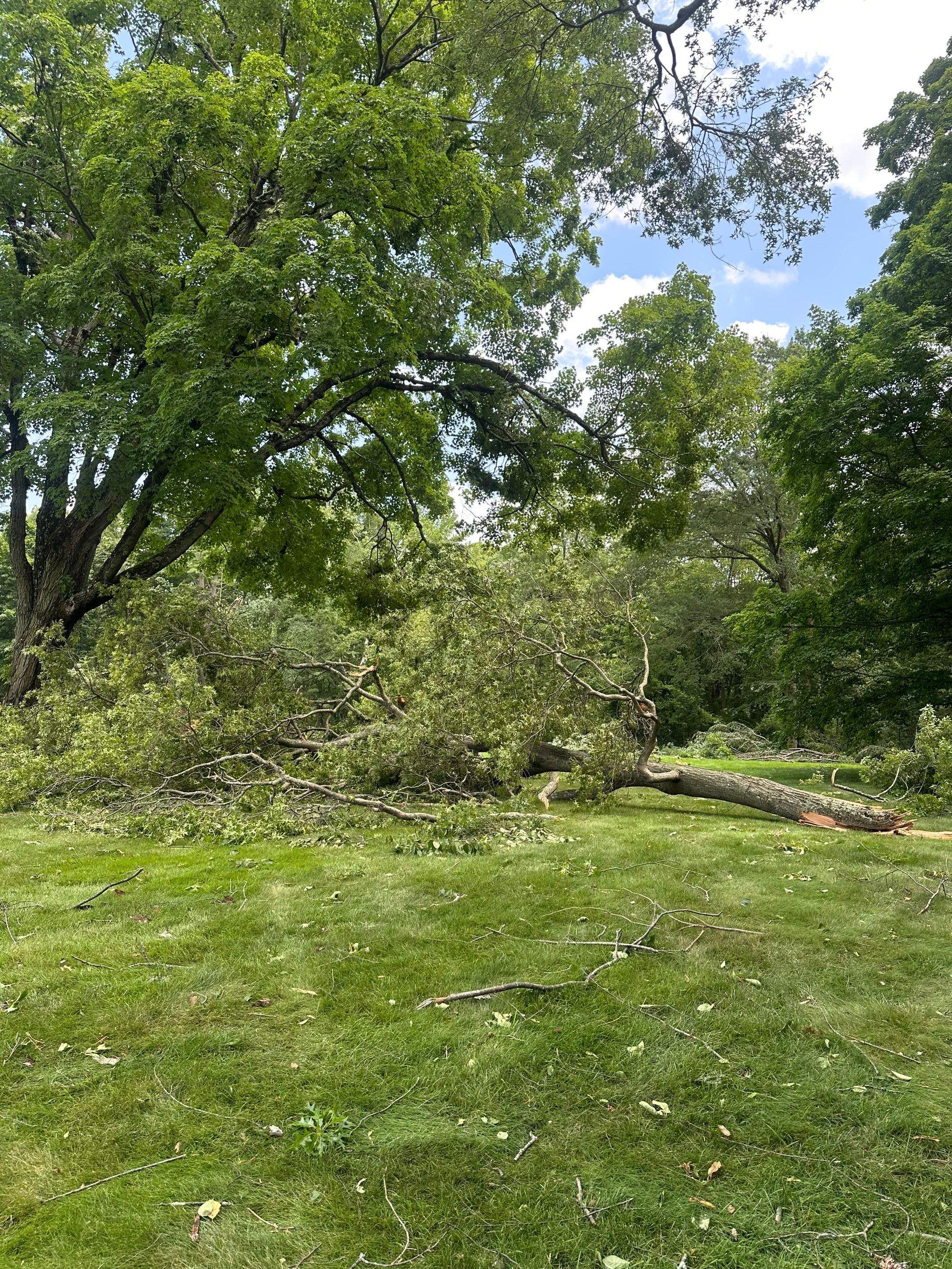 Emergency Tornado Damage Cleanup and Hazardous Tree Removal in Harrison by Fox Hill Luxury Real Estate Services