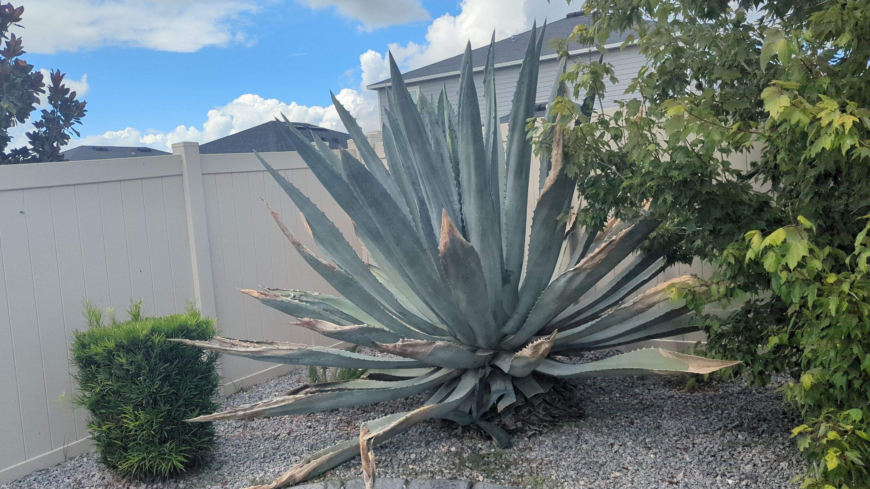  Agave Plants Trimming by 
M.A.B. Landscaping & Property Maintenance
