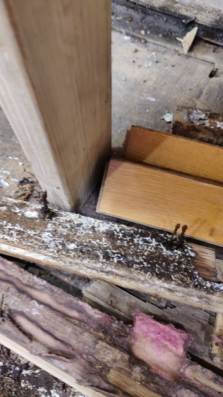 Mold Damage by Accountable Home Services