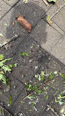 Turtle Shell gutter protection installation in Naperville, IL 60563, photograph 16
