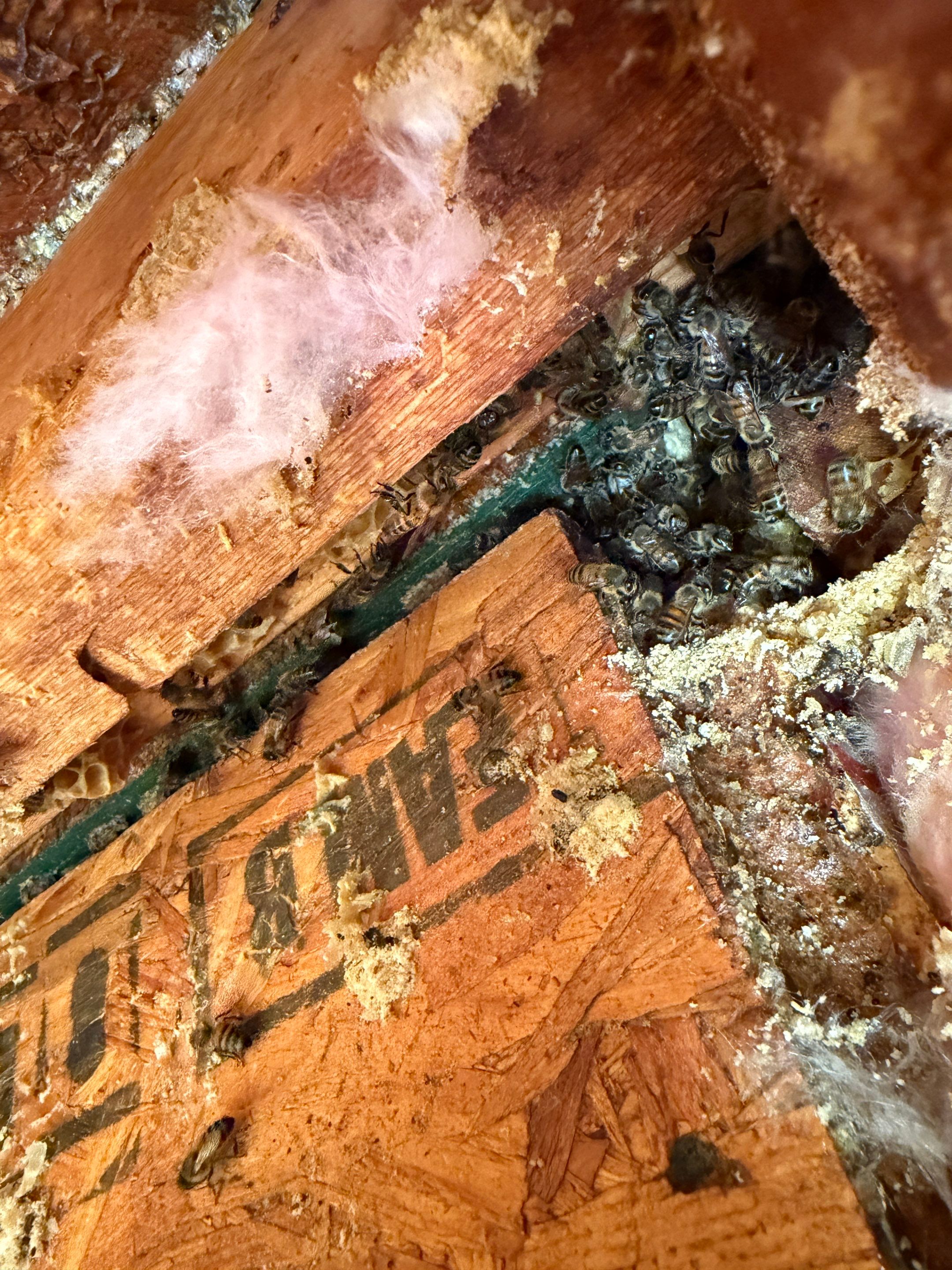 Project in Heath, TX by Rockwall Honey Bee Company