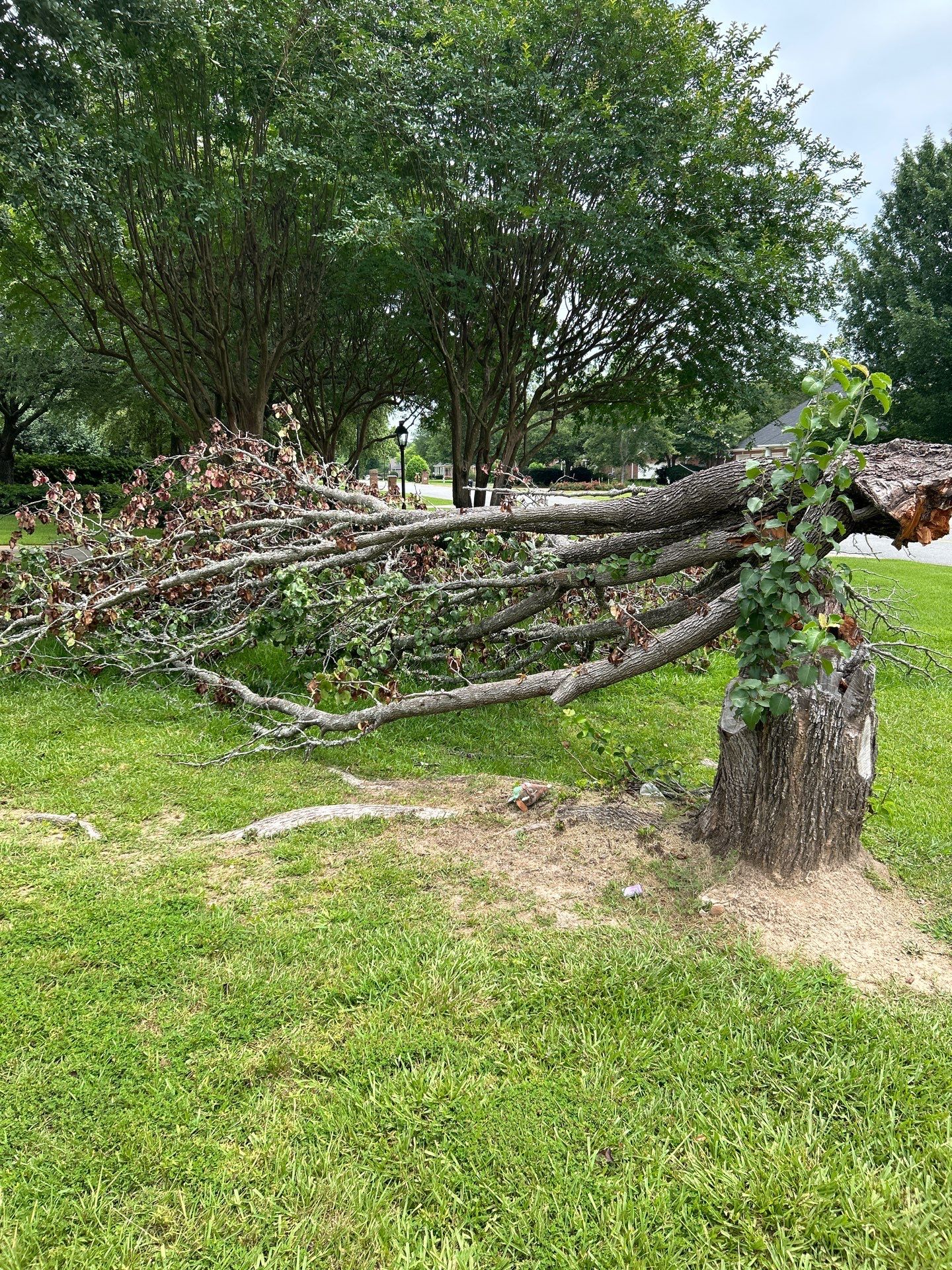 Removal of Fallen Tree by College Bros Outdoor services