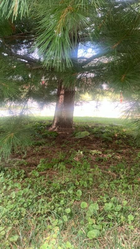 Tree Removal using Tree Removal by Mike Jones & Sons Tree Service LLC 