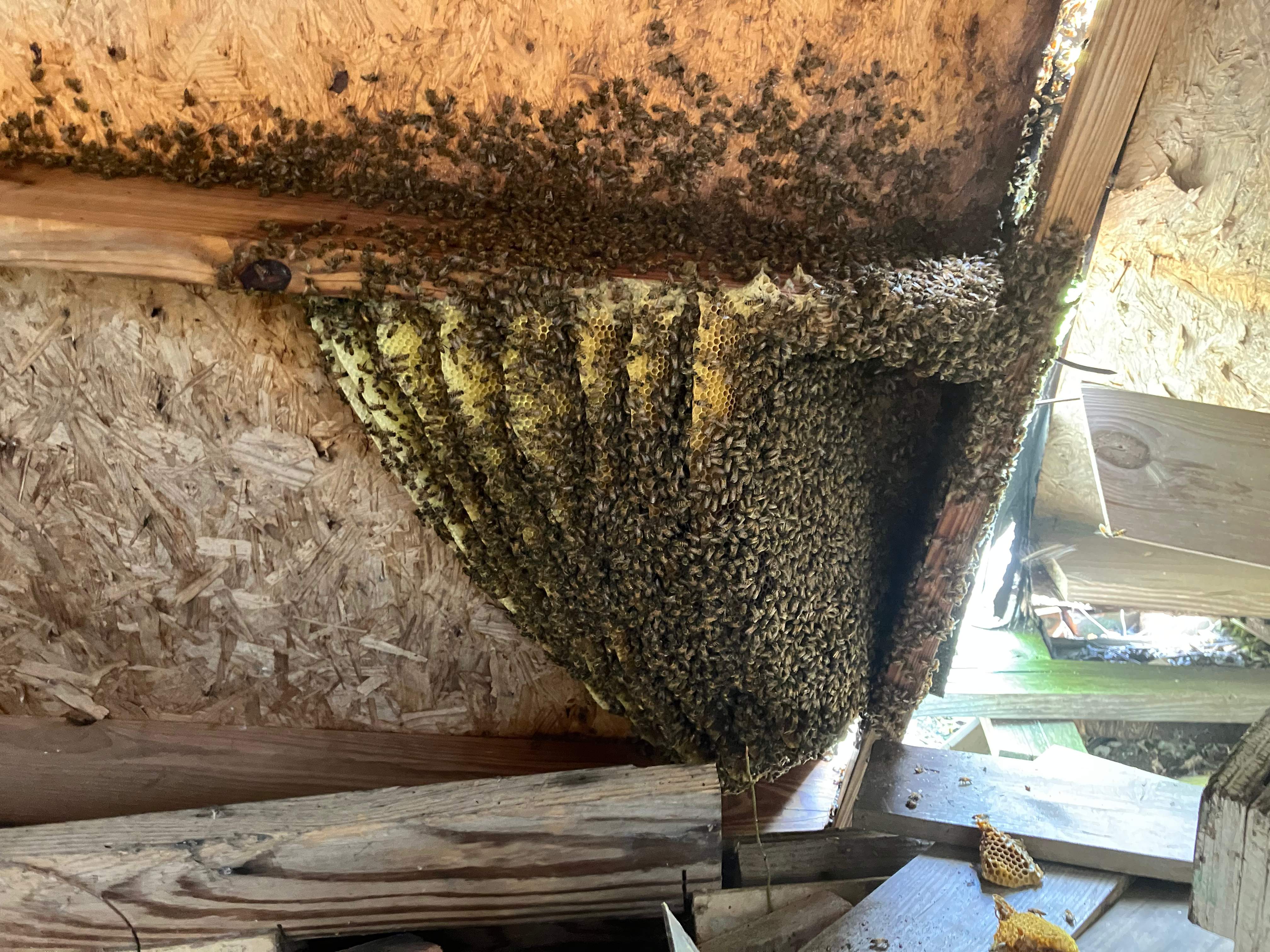 Open Air Garage Beesli by Rockwall Honey Bee Company