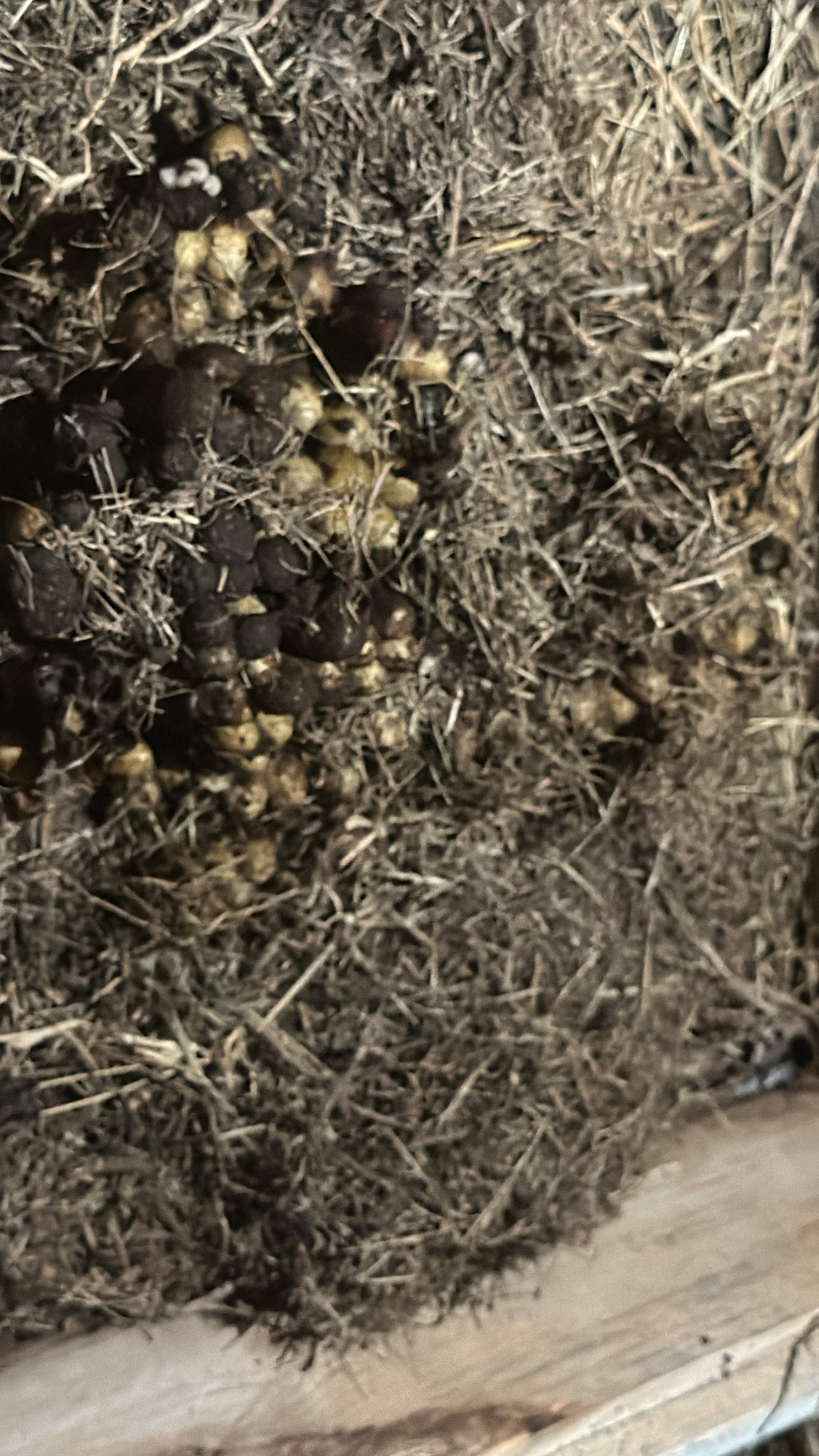 Bumblebees! by Rockwall Honey Bee Company