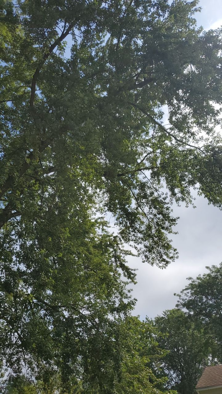 Tree Removal by Mike Jones & Sons Tree Service LLC 