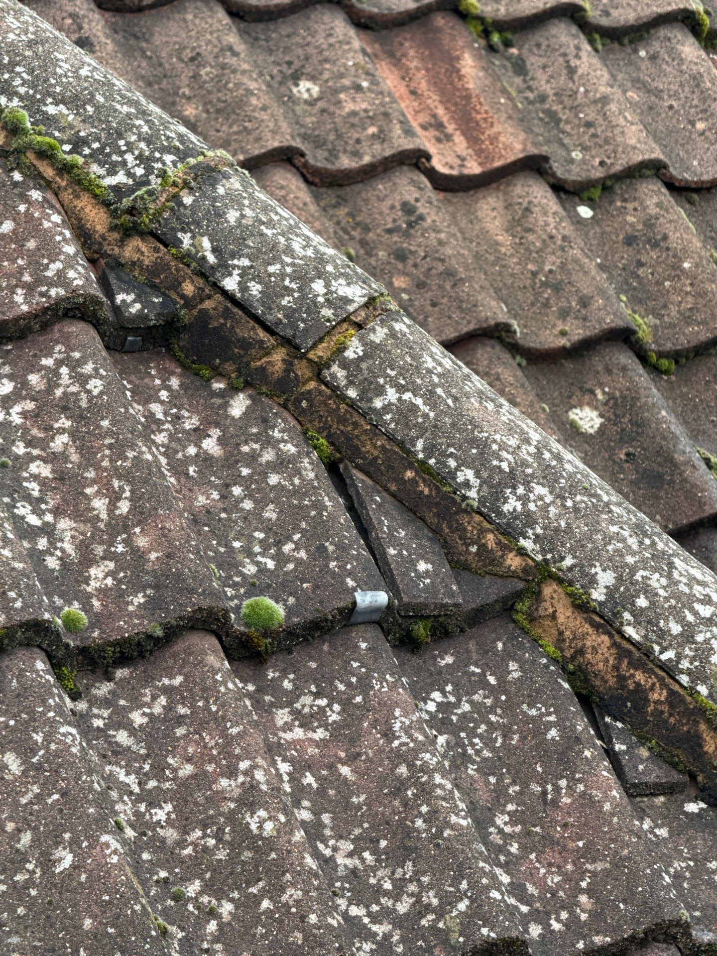 Roof Clean  - Moss Removal - Gutter Clean using Honda 15lpm Low Pressure Washing Machine by Ges Exterior Cleaning ltd