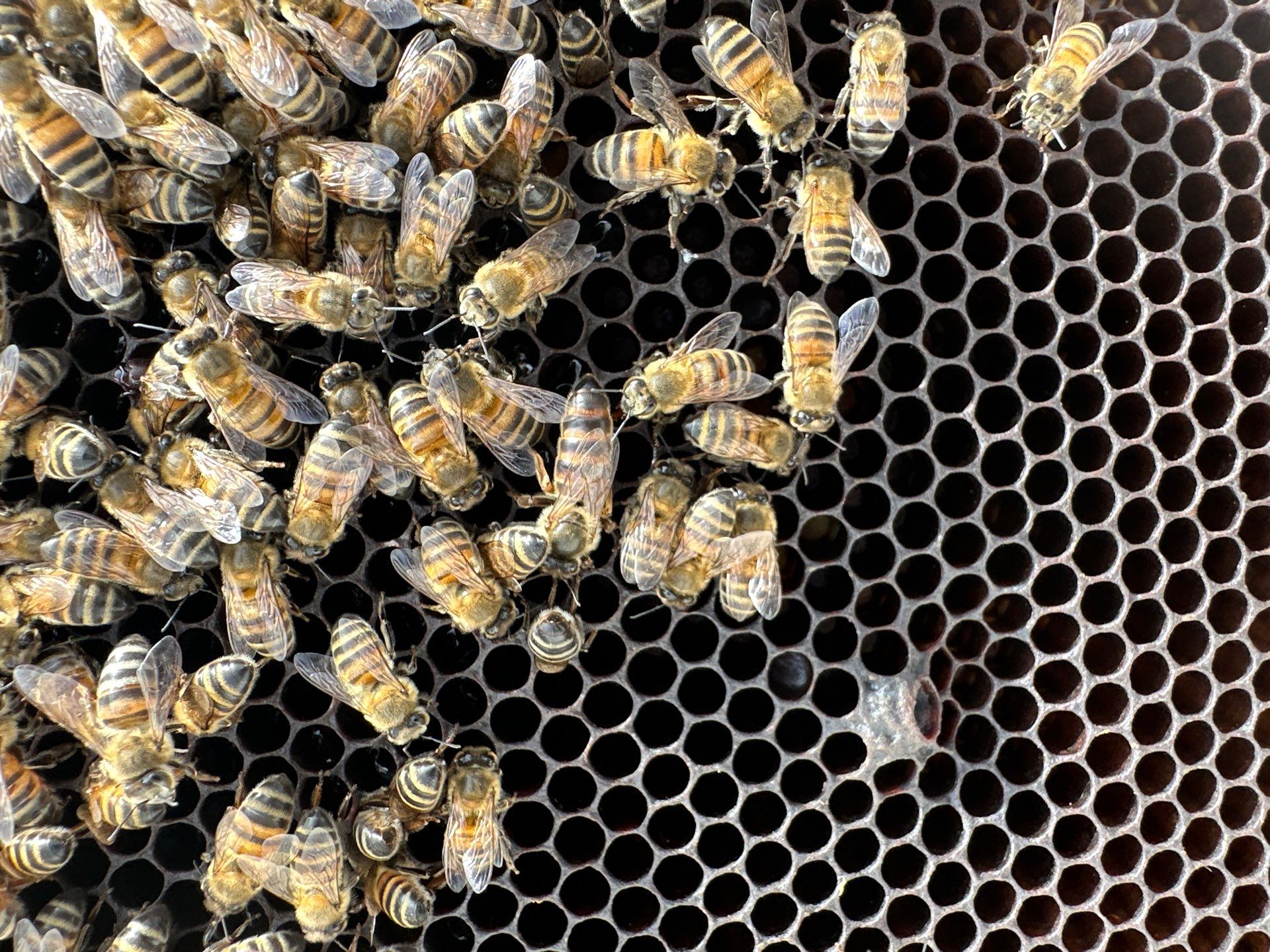 Downtown Dallas by Rockwall Honey Bee Company