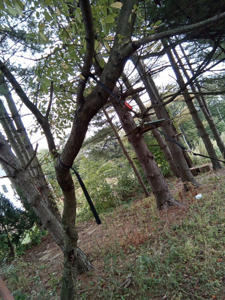 Tree Removal using Tree Removal by Mike Jones & Sons Tree Service LLC 