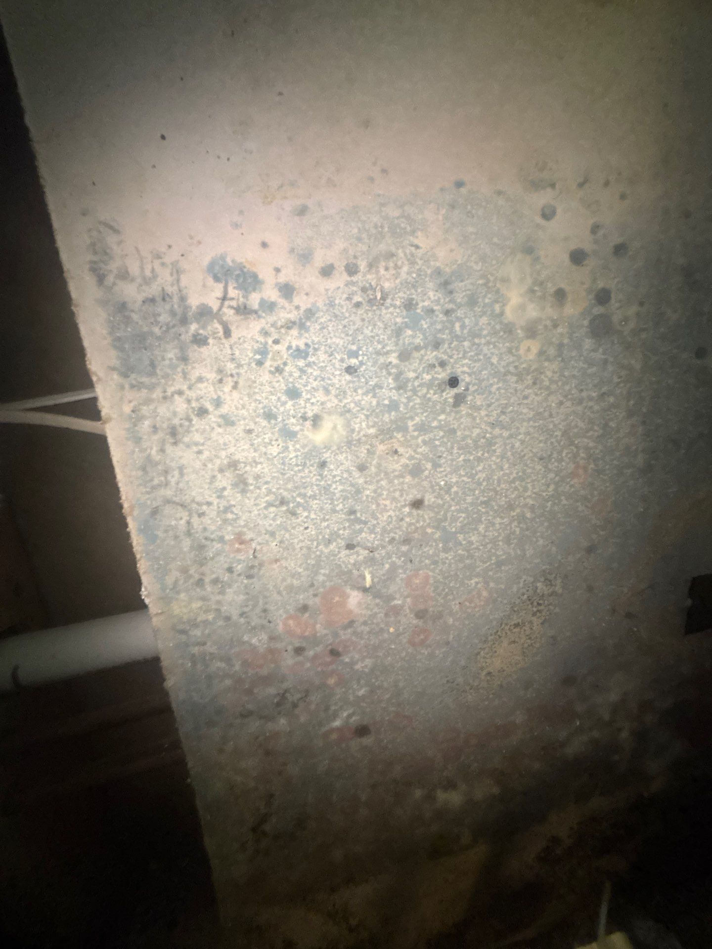 Black Mold Removal In Venice Florida by Ampm Restoration Services