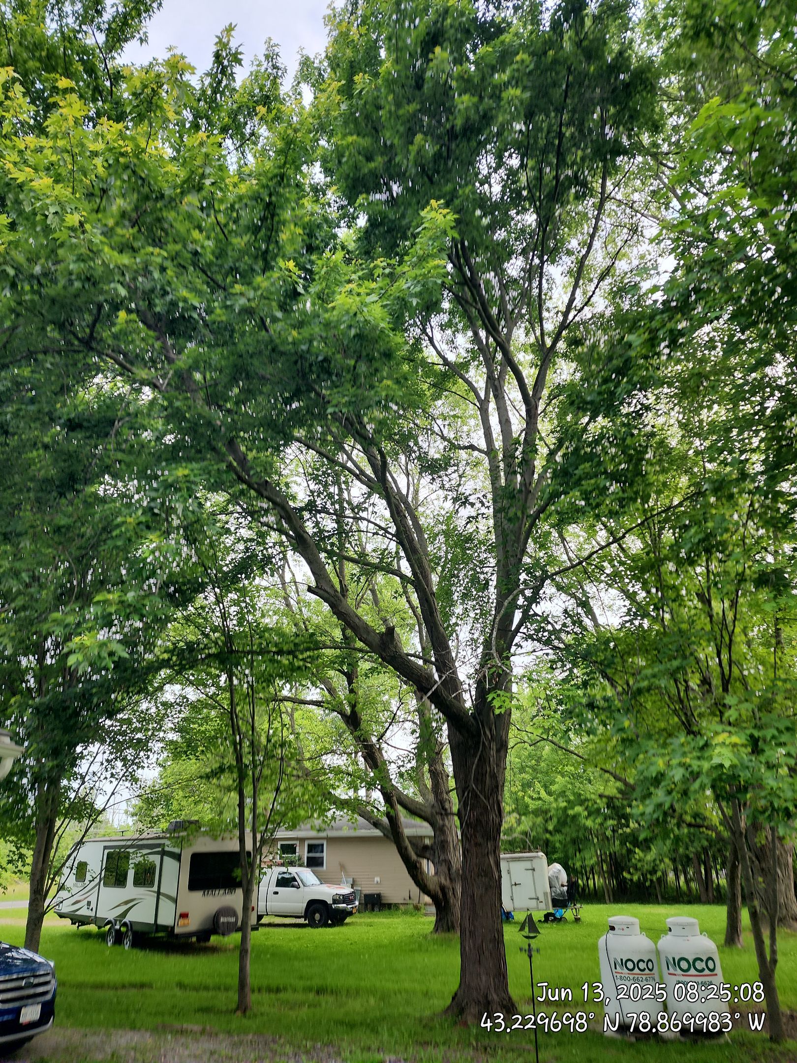 Removal for Future Projects  by Treeman Tom LLC