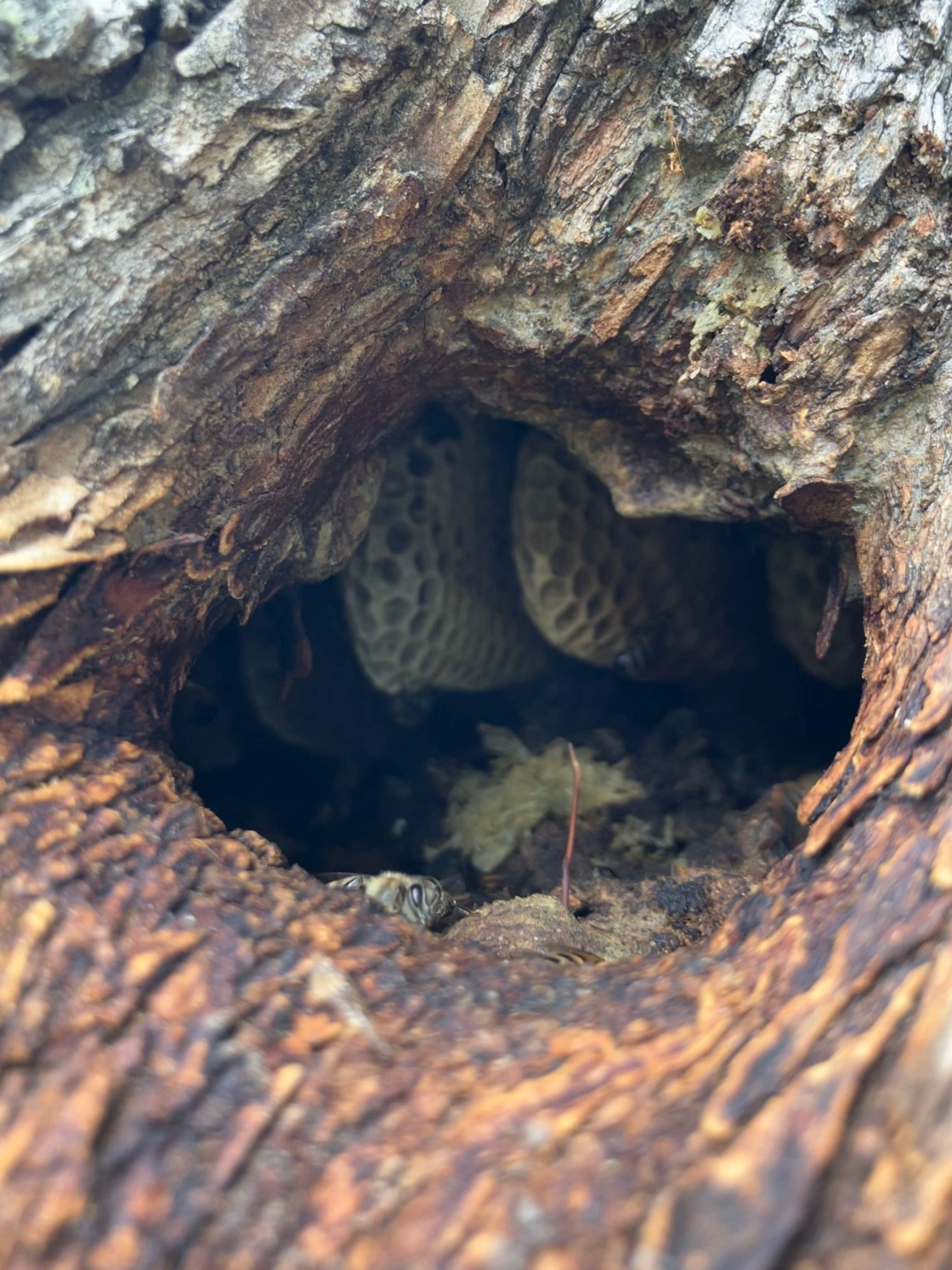 Favorite Tree Job by Rockwall Honey Bee Company