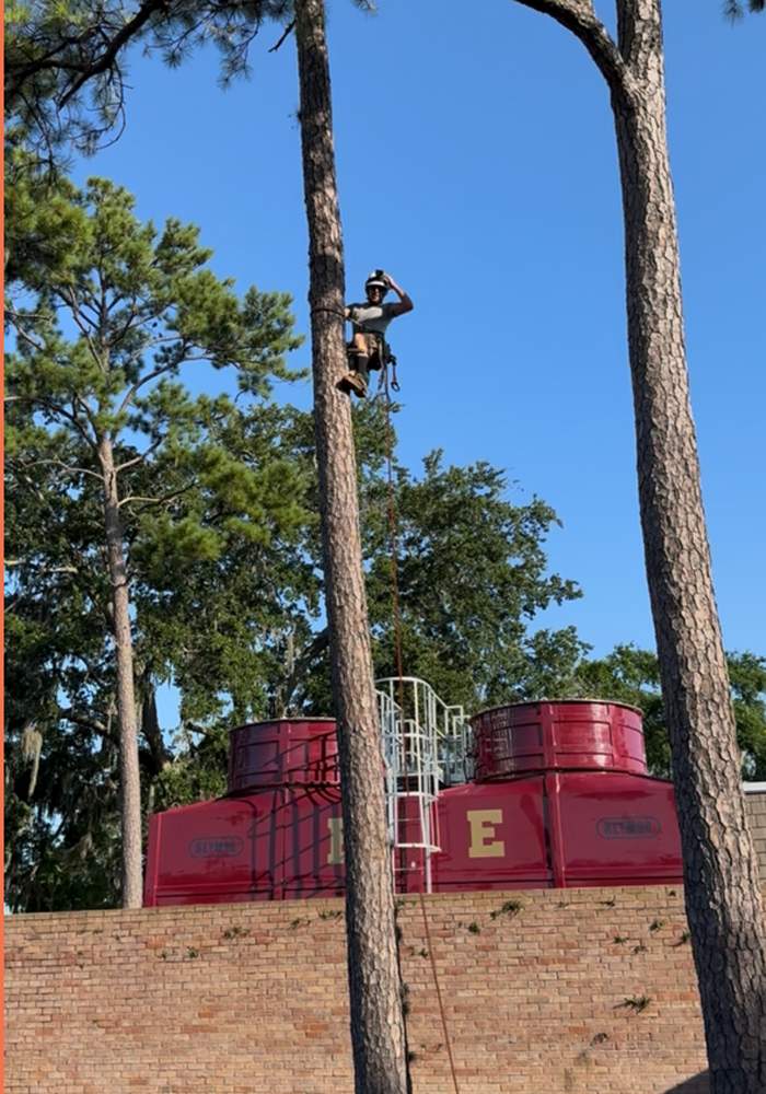 Tree Removal | Episcopal School of Jacksonville by ProGreen Services