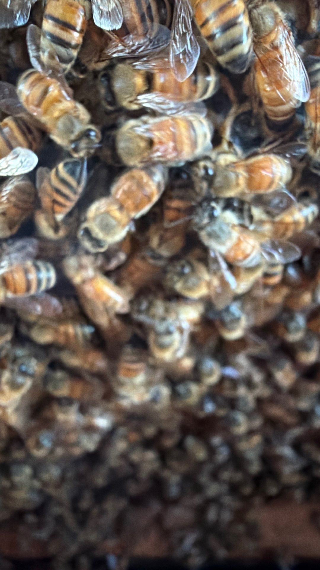 Flood Culvert Bees by Rockwall Honey Bee Company