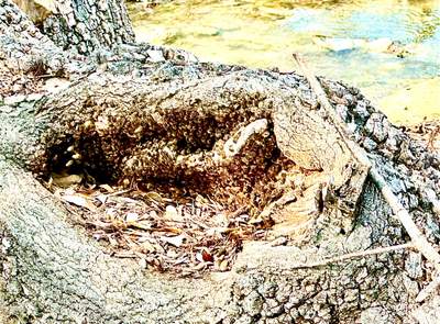 Fallen Tree